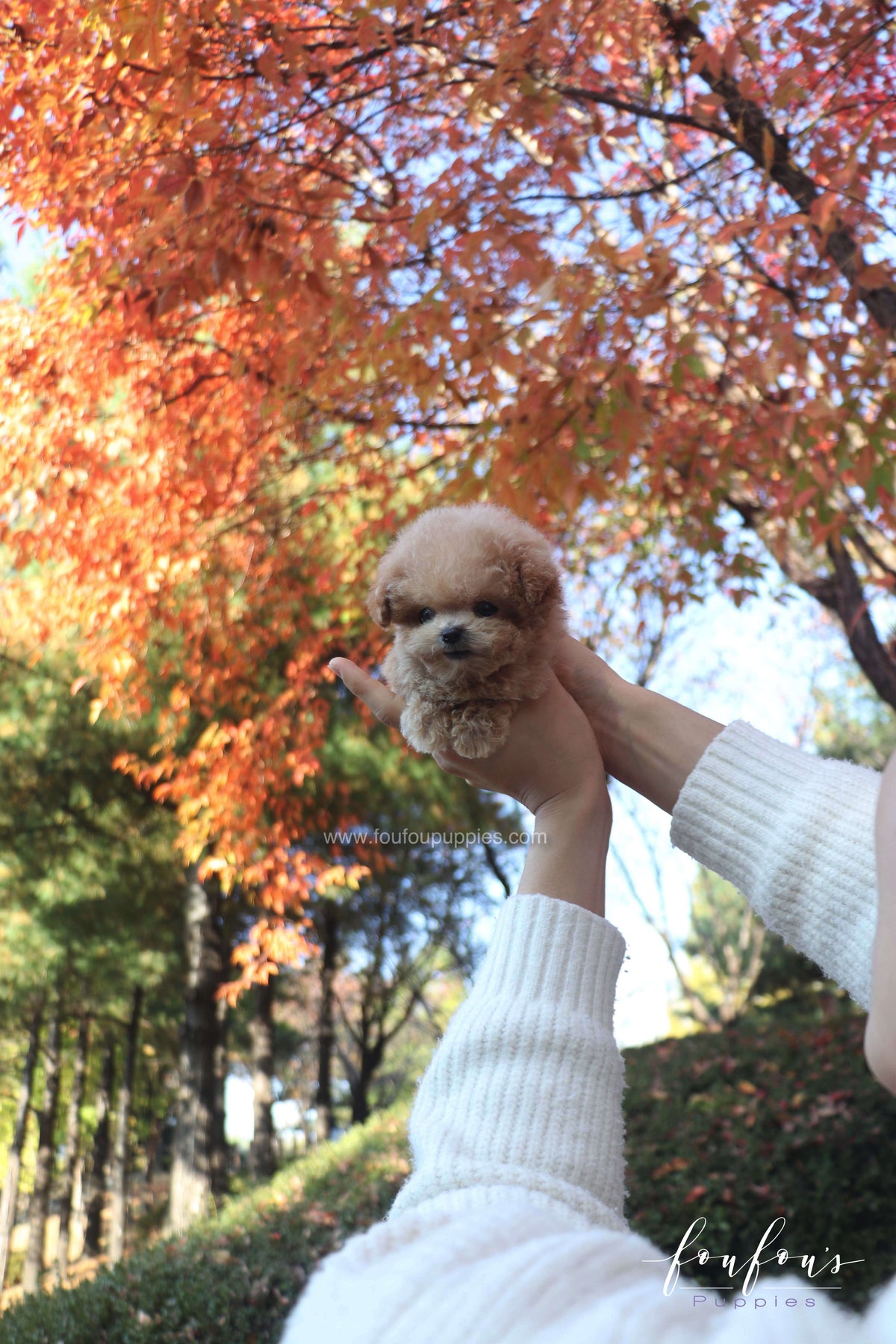 Tinkerbelle - Poodle F.