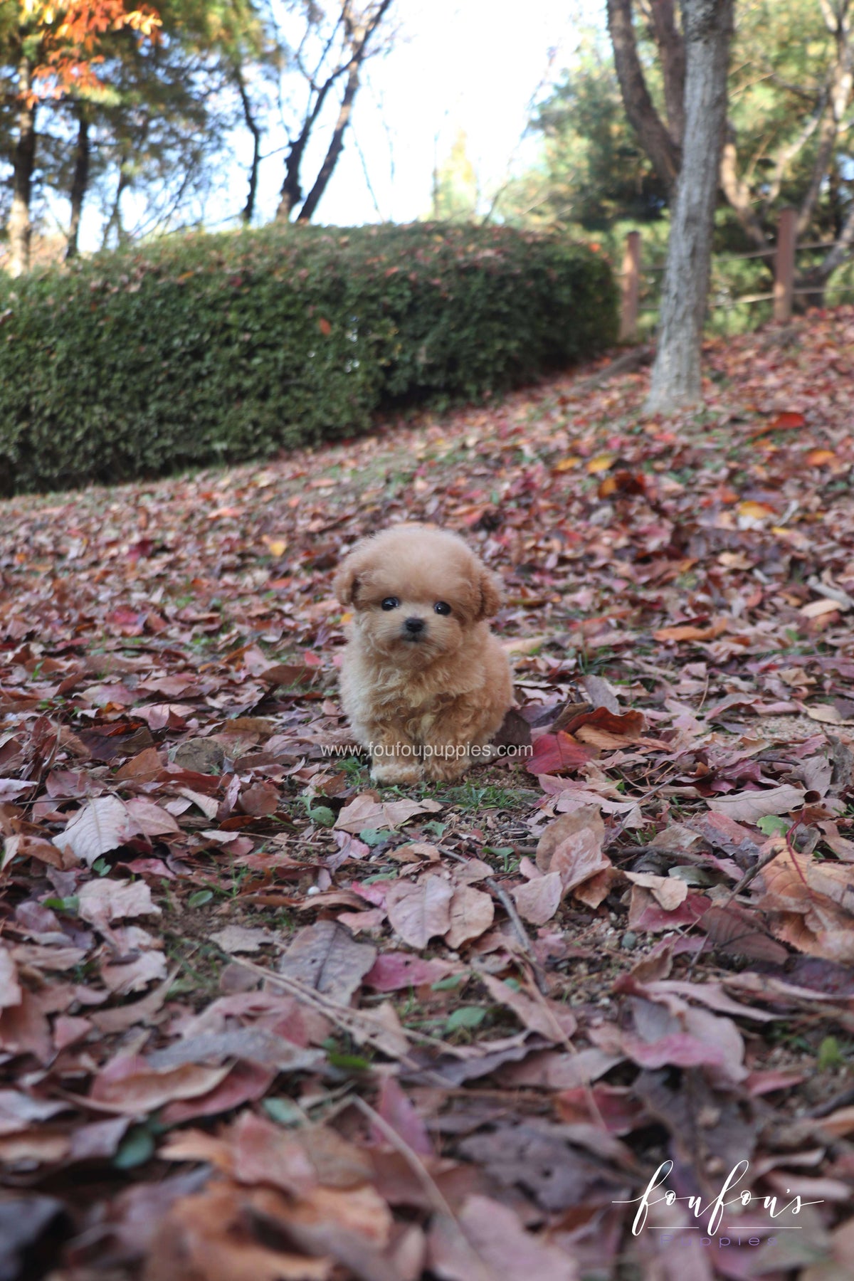 Tinkerbelle - Poodle F.