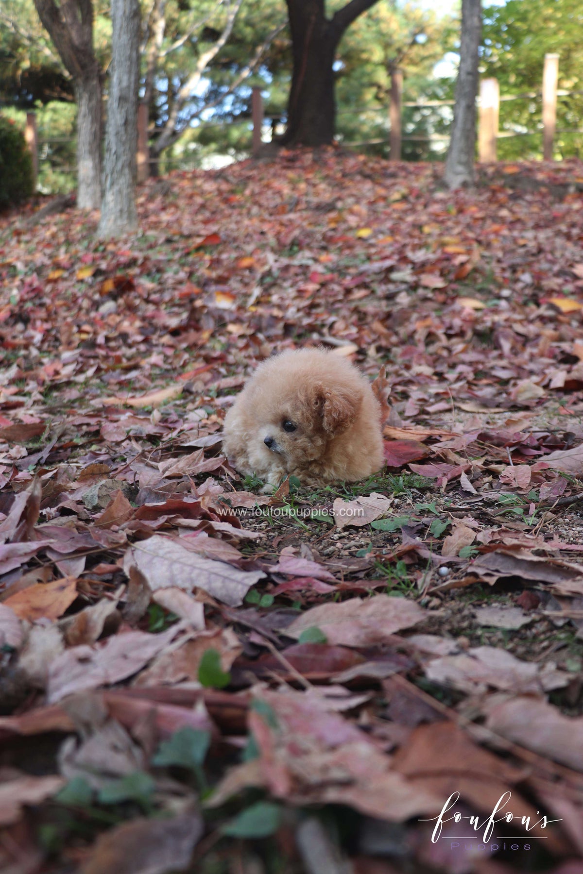 Tinkerbelle - Poodle F.