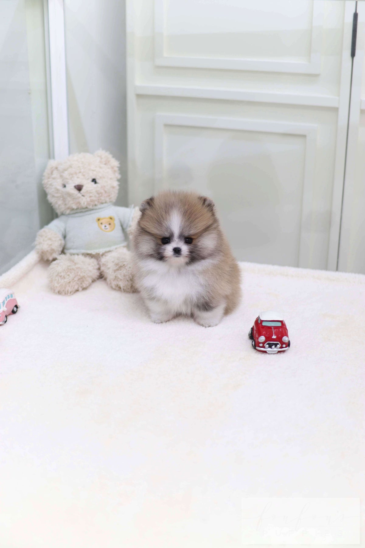 Piccolo - Pomeranian M.