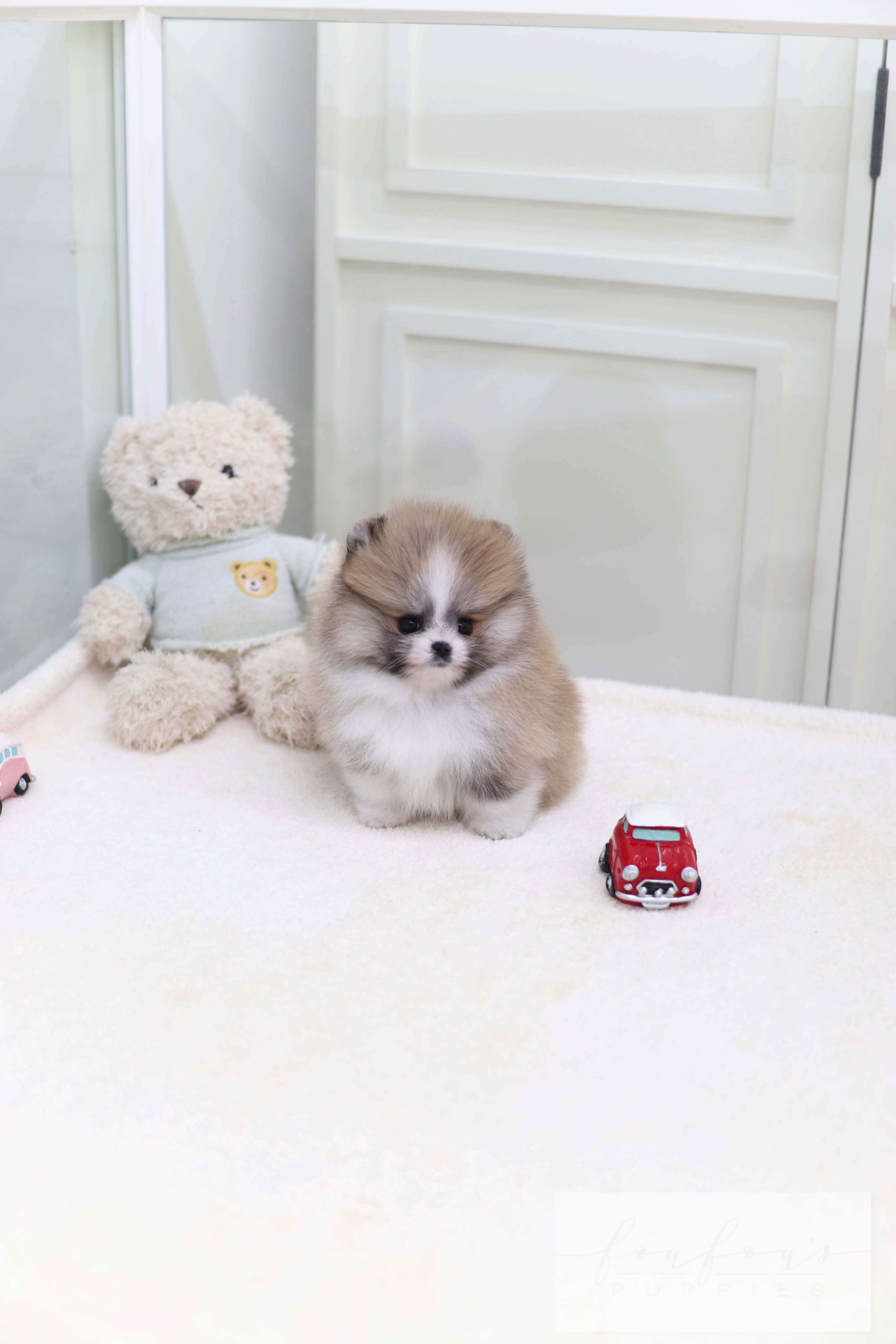 Piccolo - Pomeranian M.