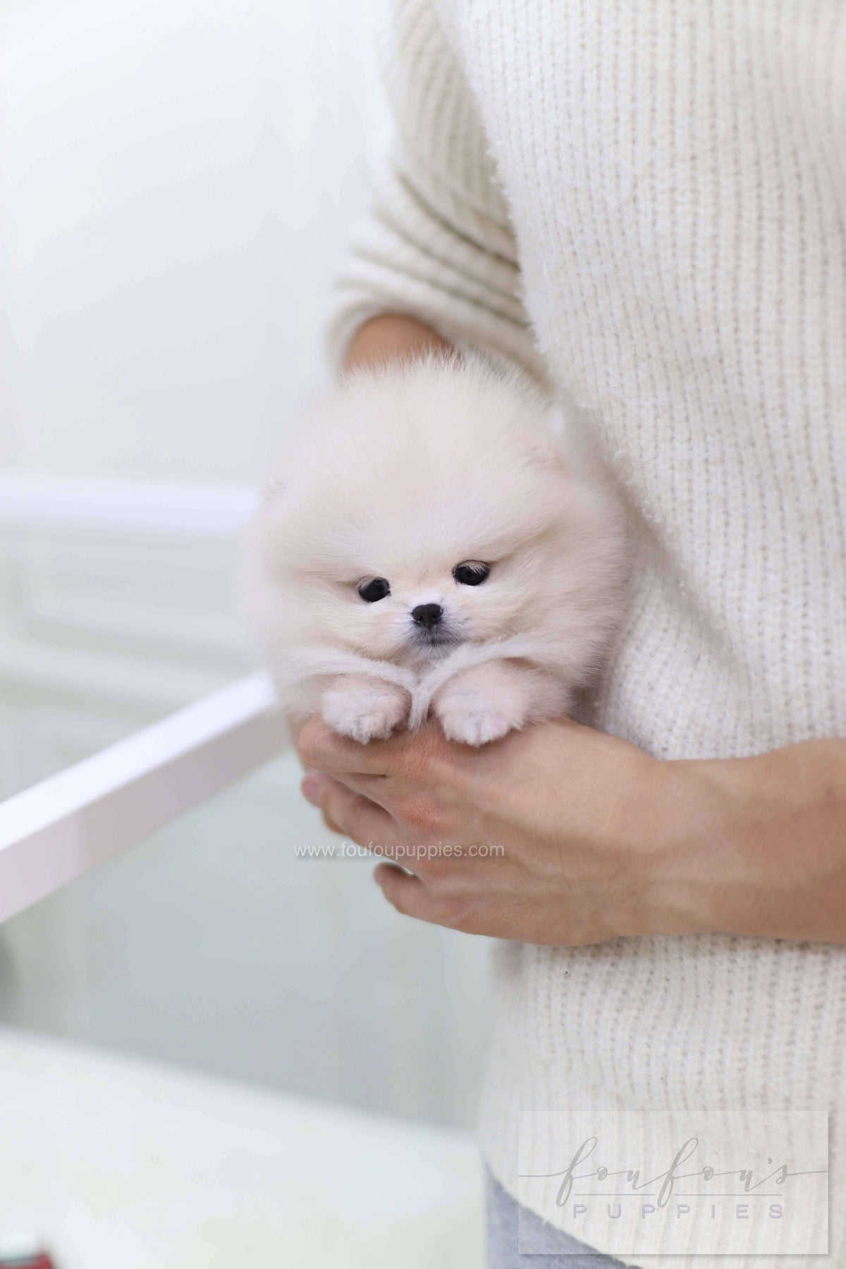 Honey - Pomeranian F.
