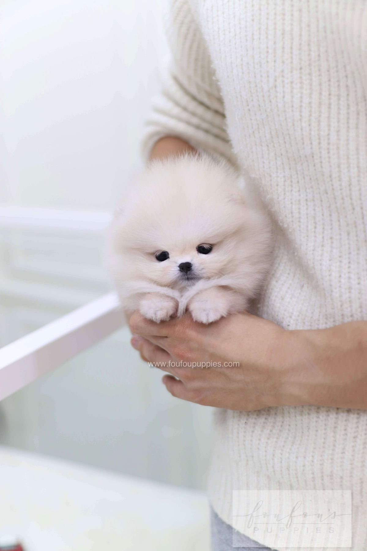 Honey - Pomeranian F.