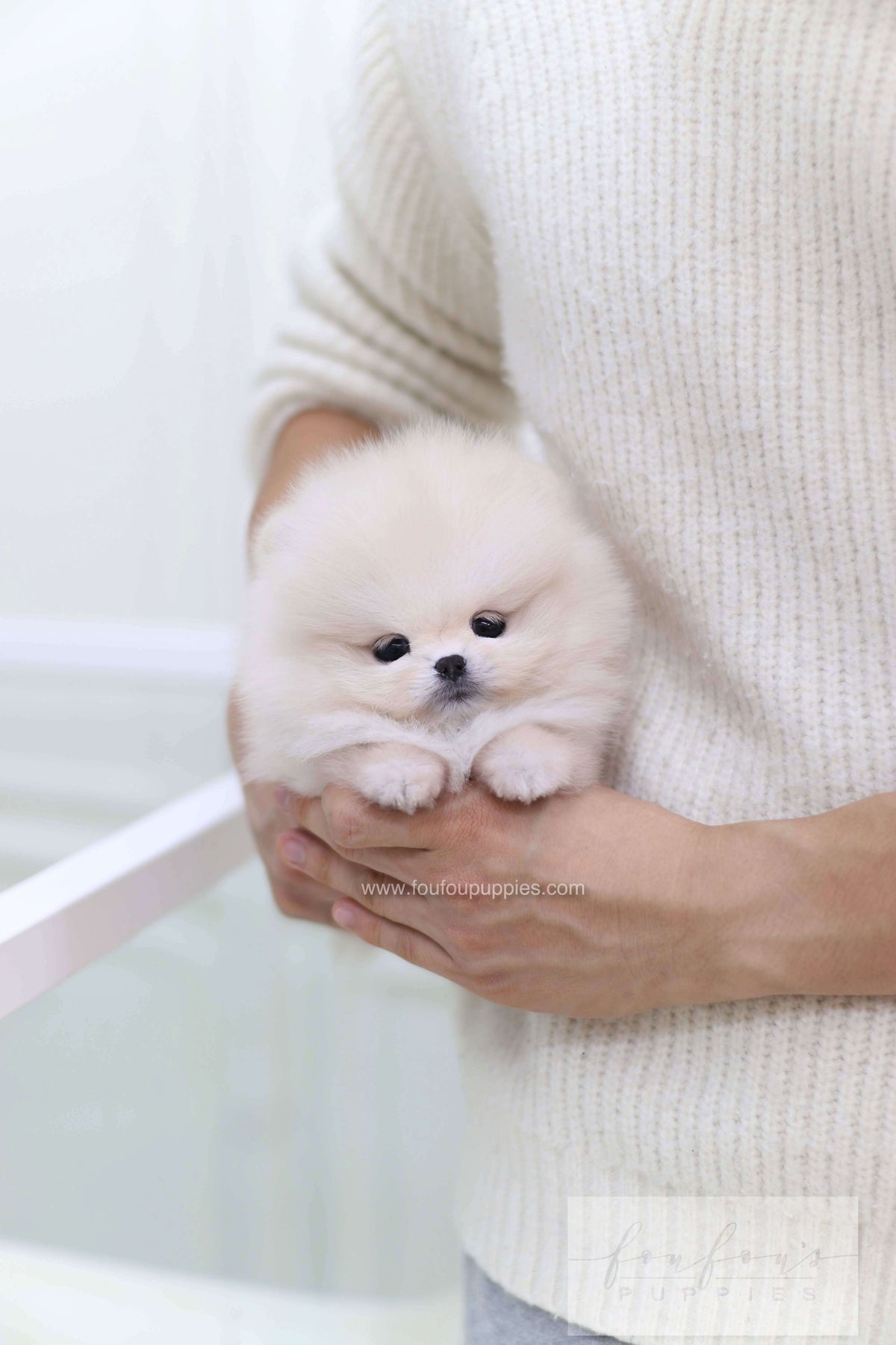Honey - Pomeranian F.