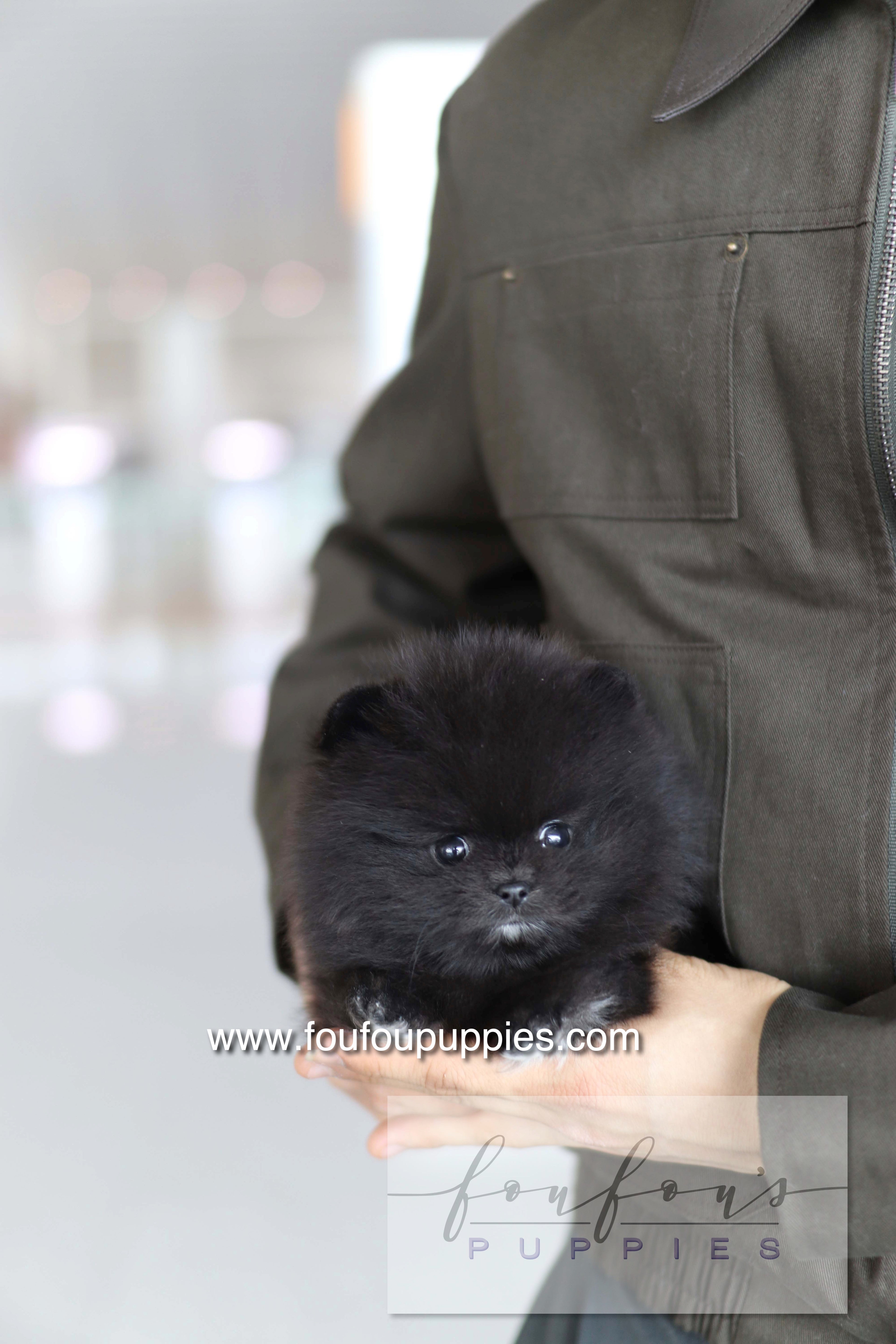 Kai - Pomeranian M.