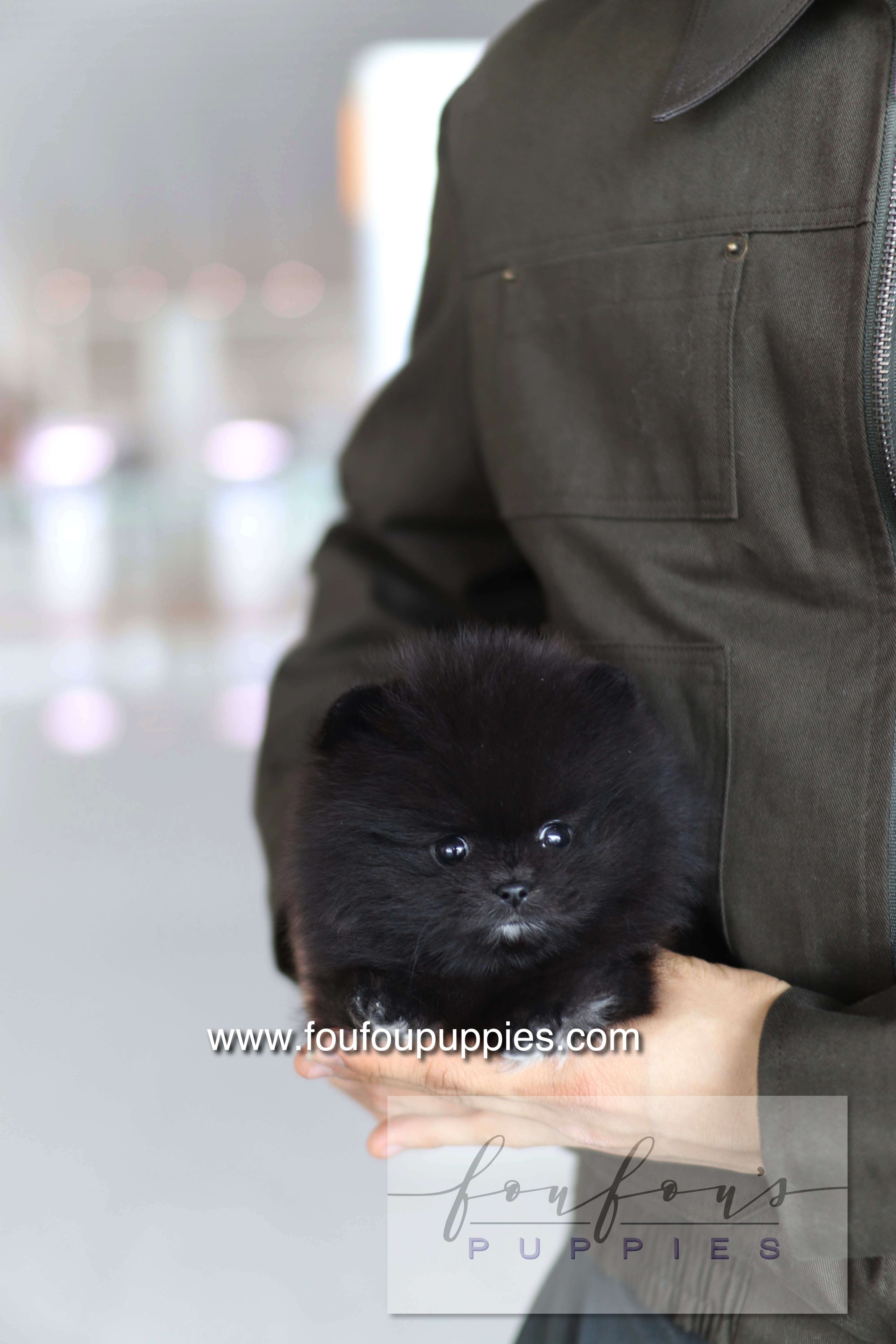 Kai - Pomeranian M.