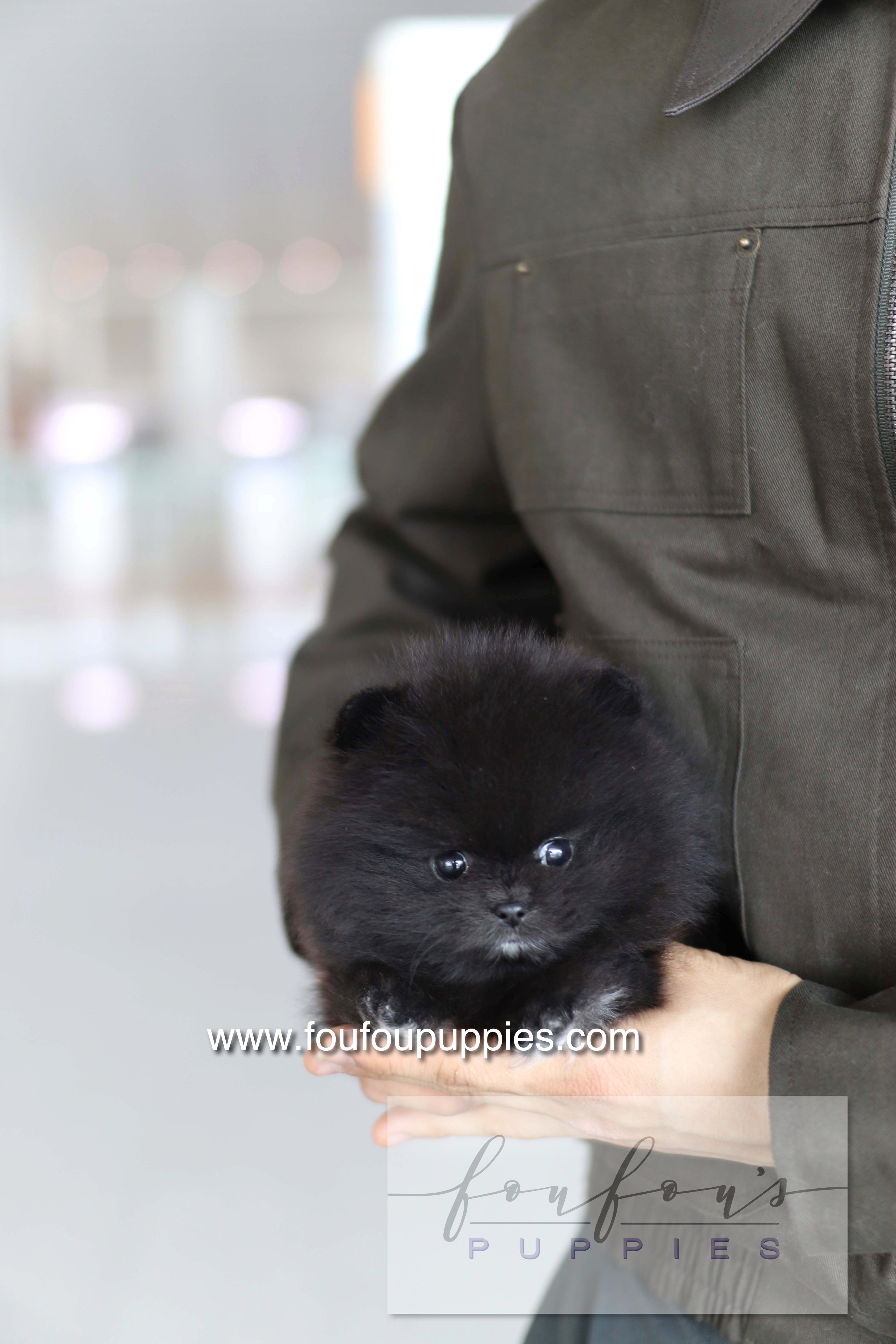 Kai - Pomeranian M.