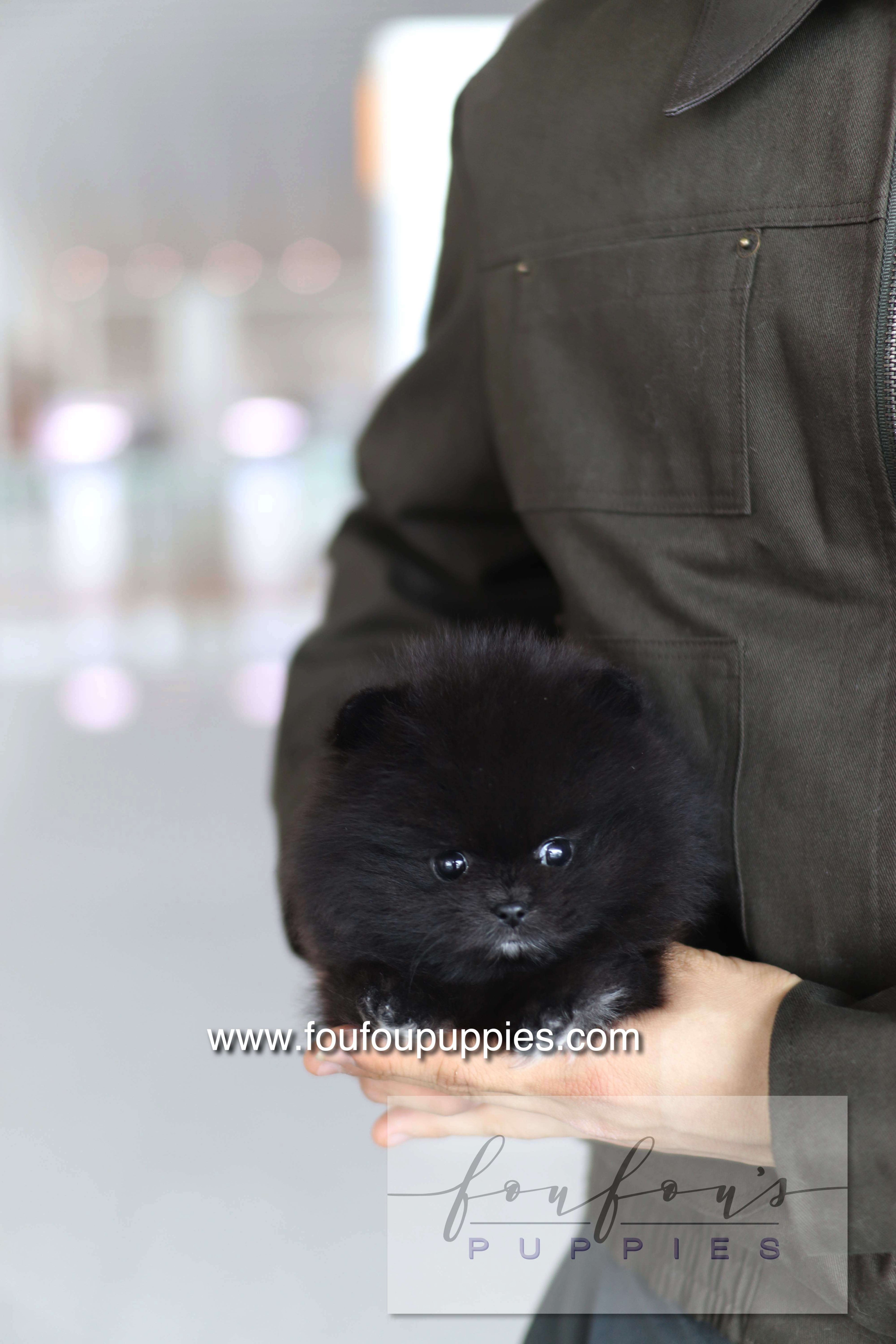 Kai - Pomeranian M.