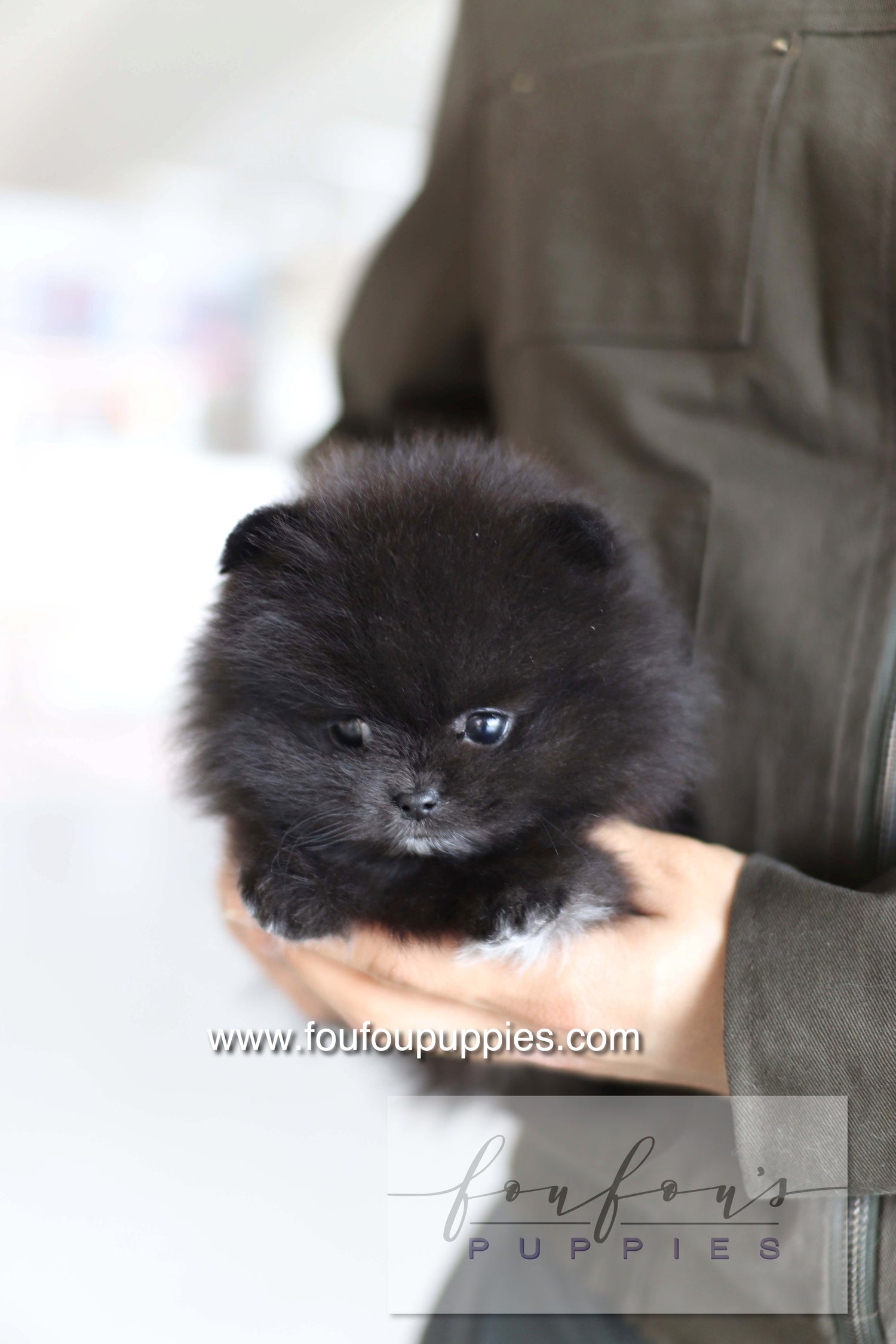 Kai - Pomeranian M.