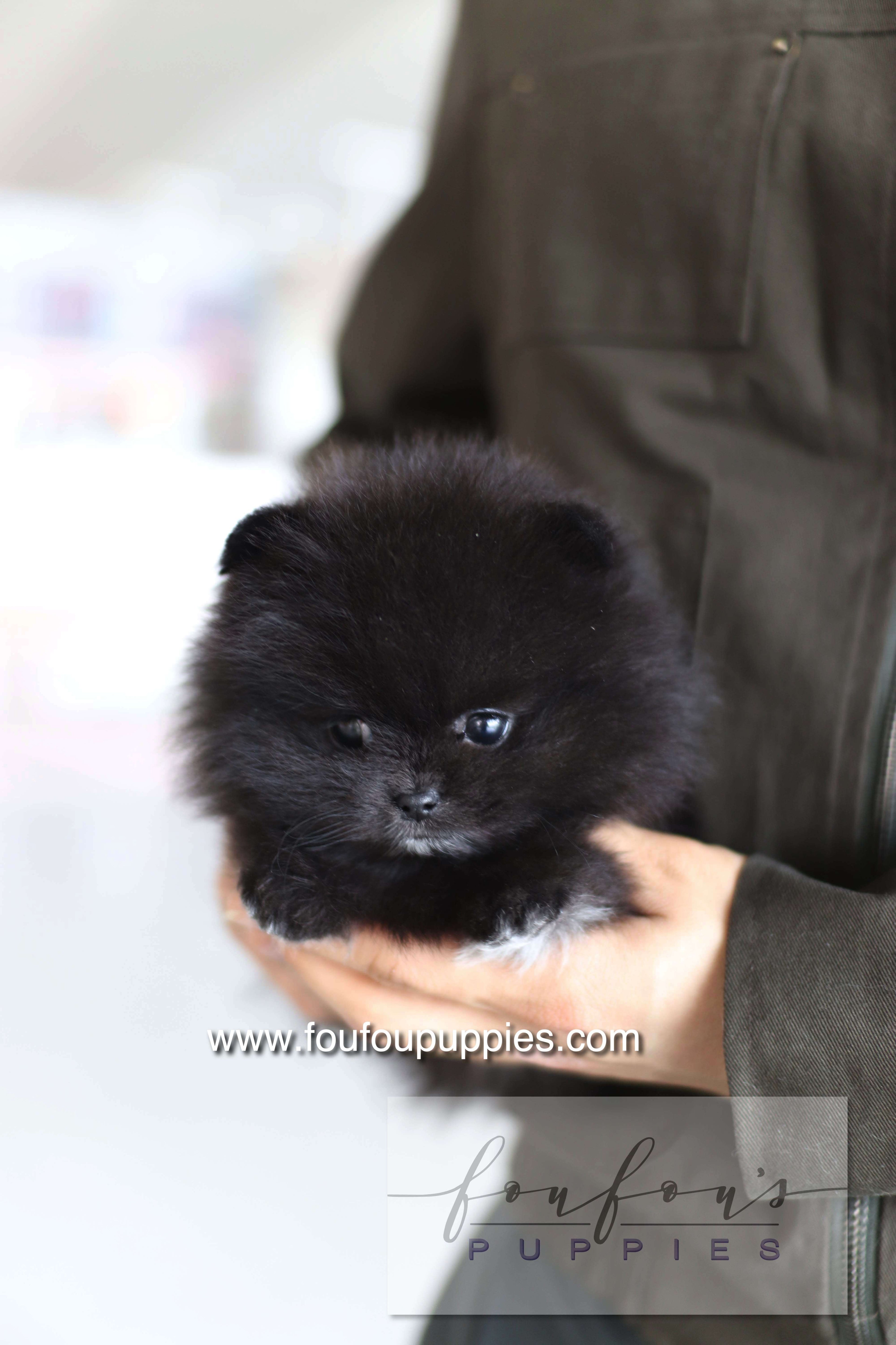 Kai - Pomeranian M.