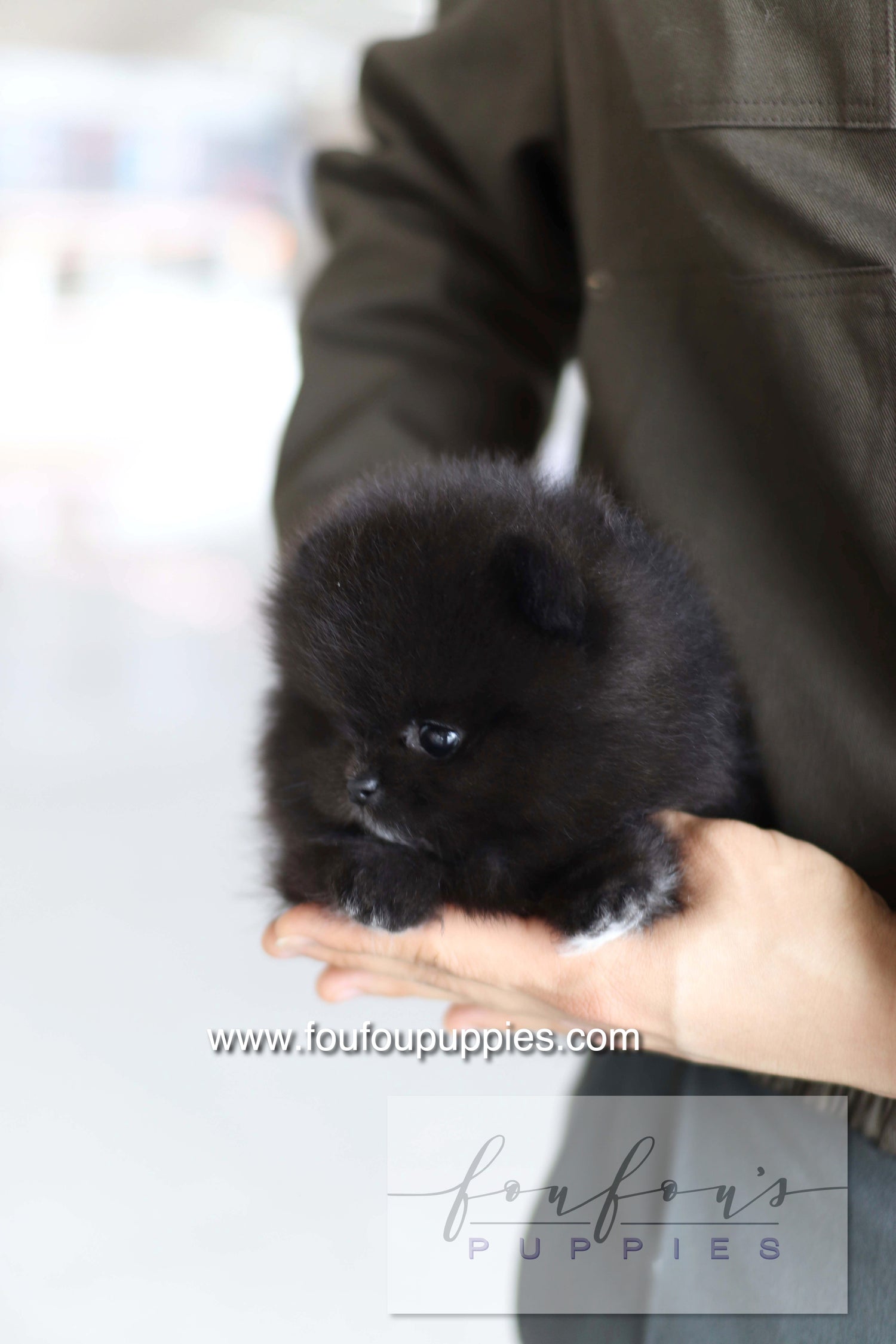 Kai - Pomeranian M.