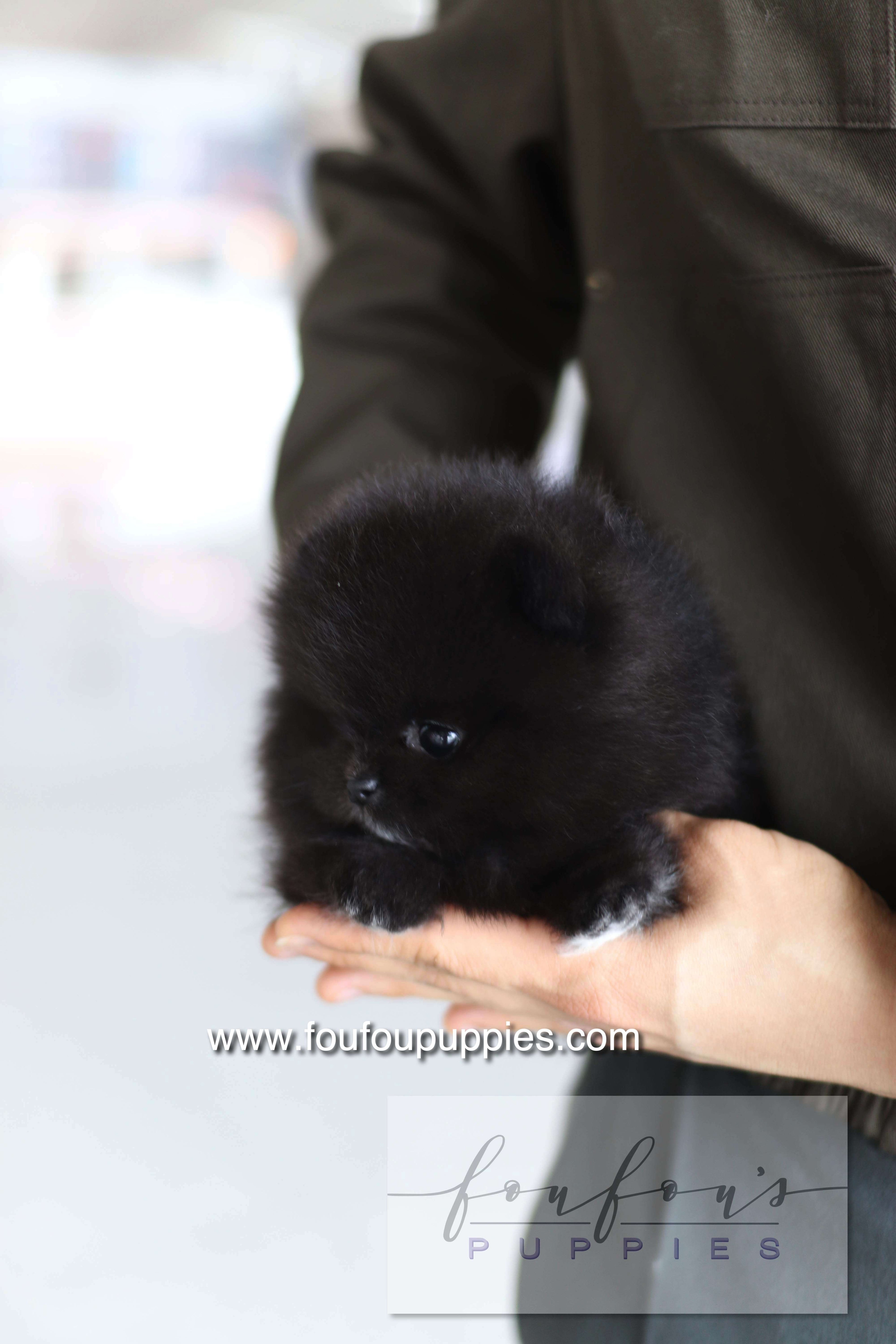 Kai - Pomeranian M.
