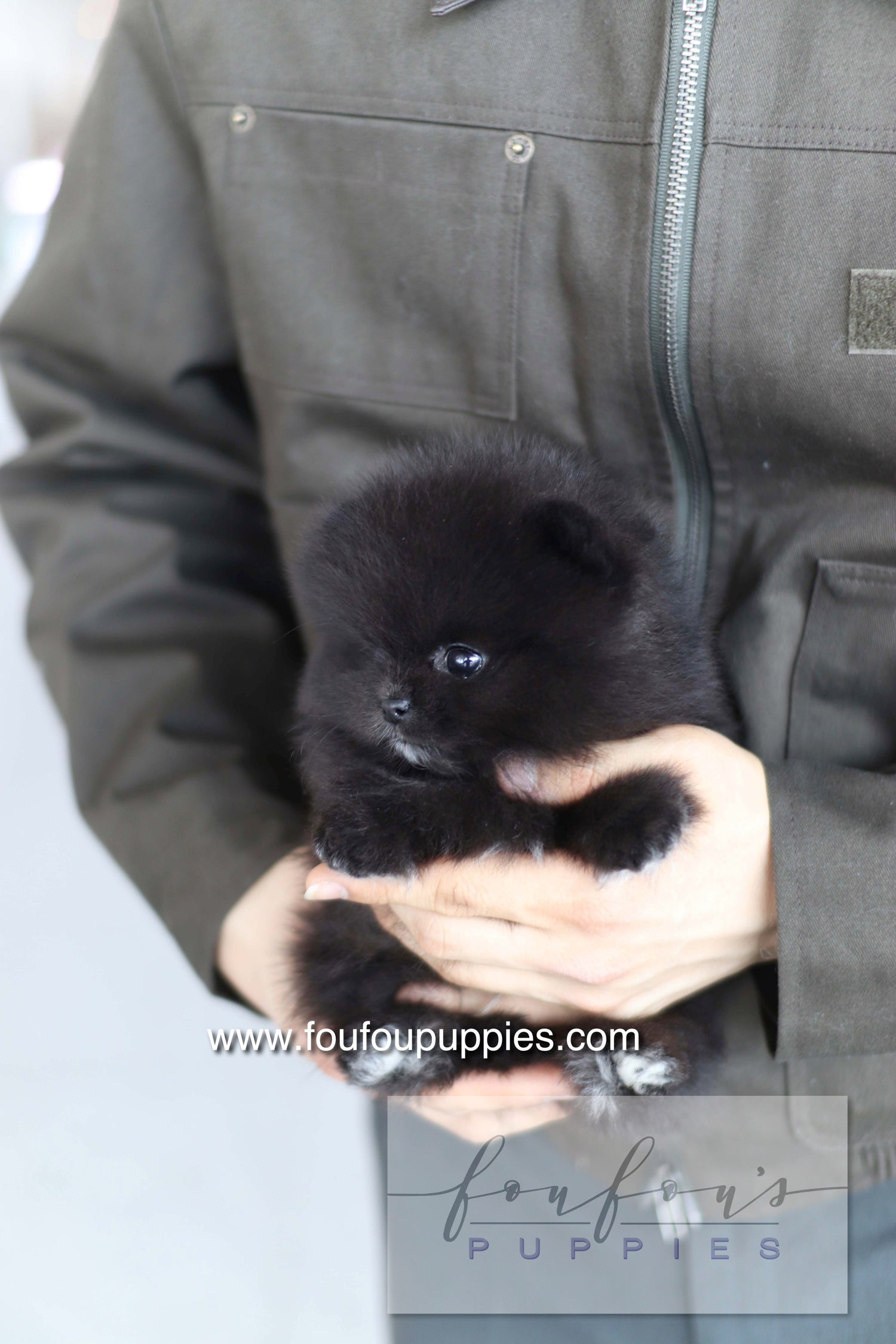 Kai - Pomeranian M.