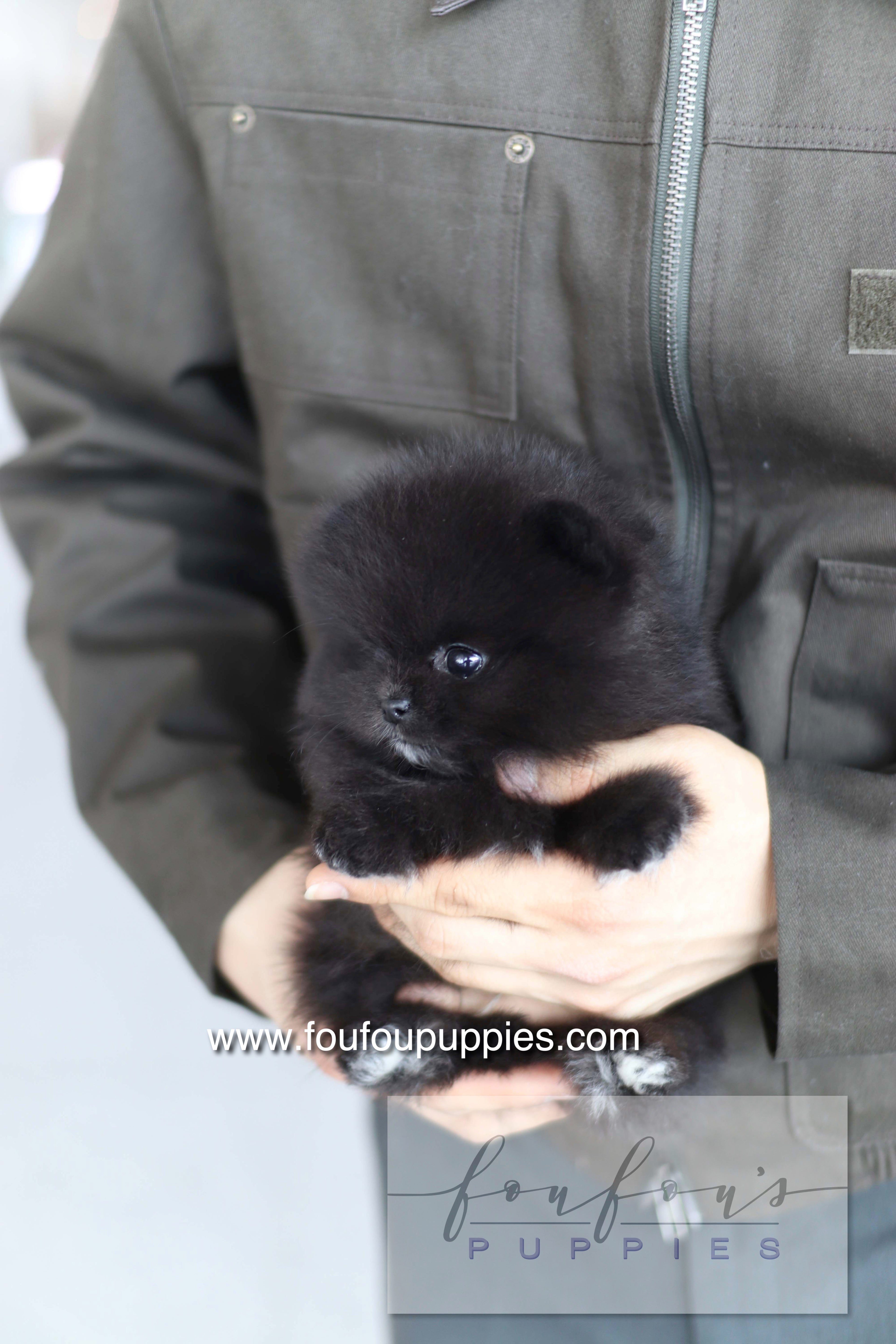 Kai - Pomeranian M.