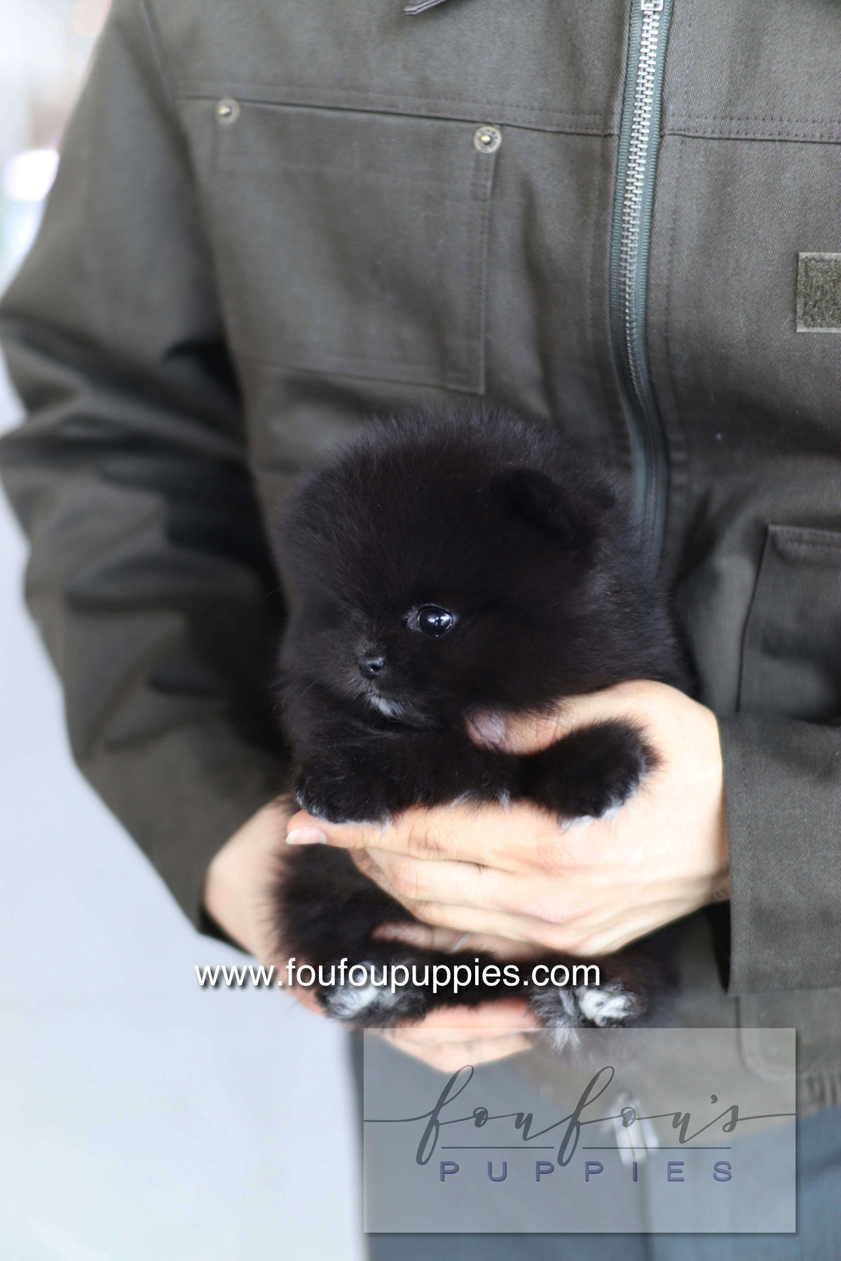 Kai - Pomeranian M.