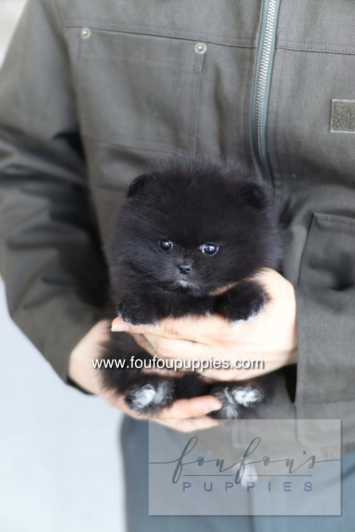 Kai - Pomeranian M.