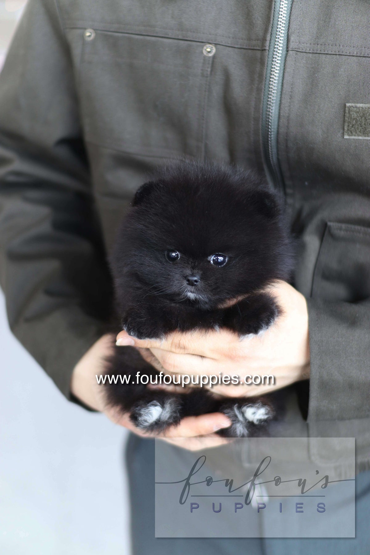 Kai - Pomeranian M.