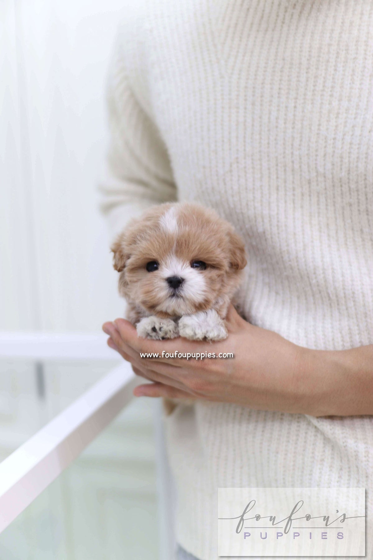 Duke - Maltipoo M.