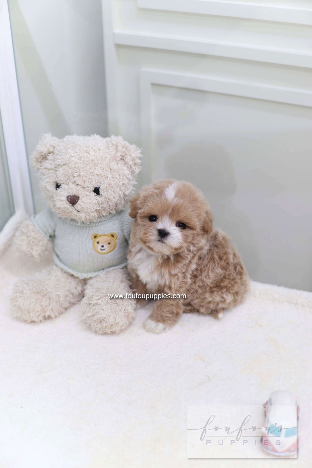 Duke - Maltipoo M.