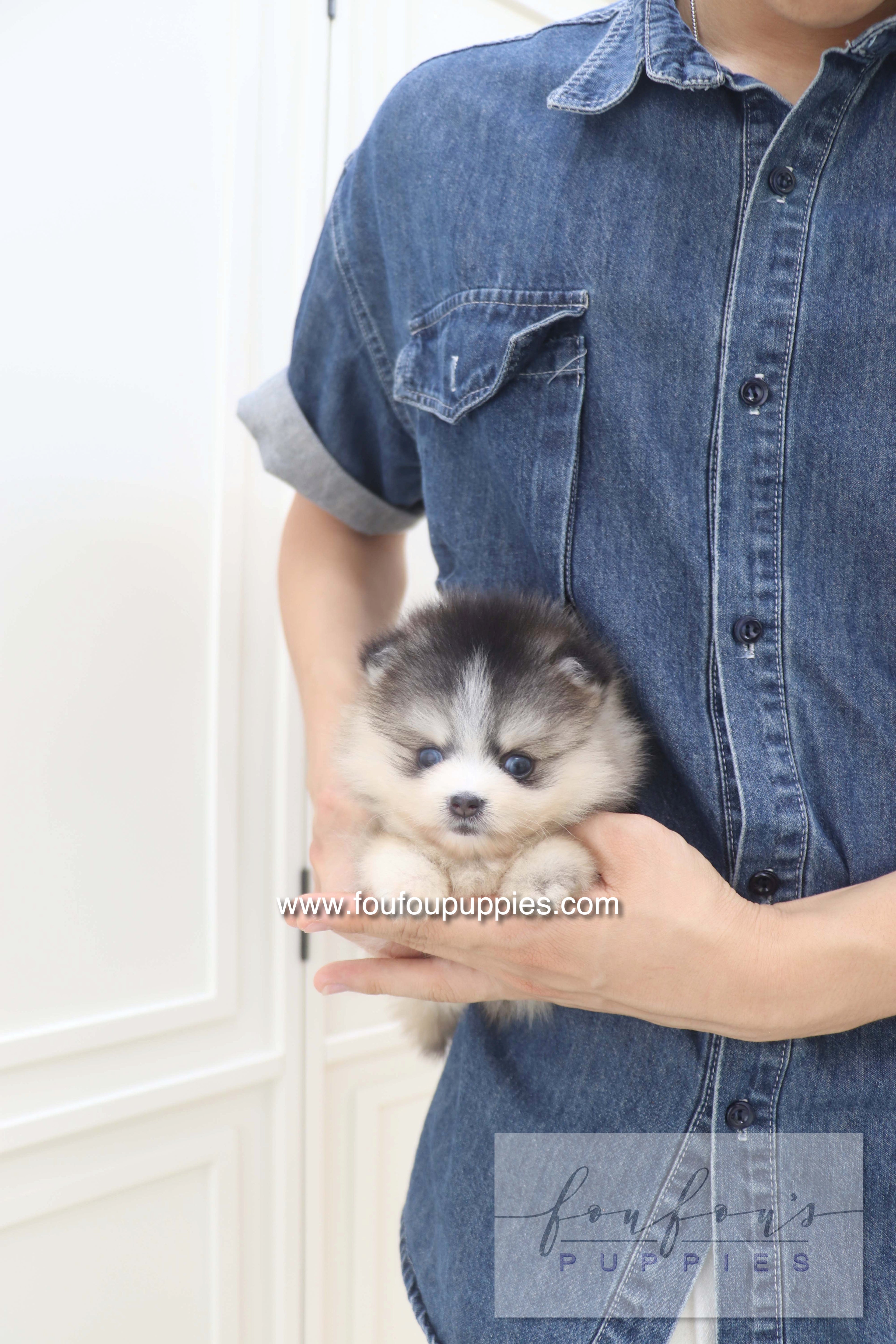 Auri - Pomsky F.