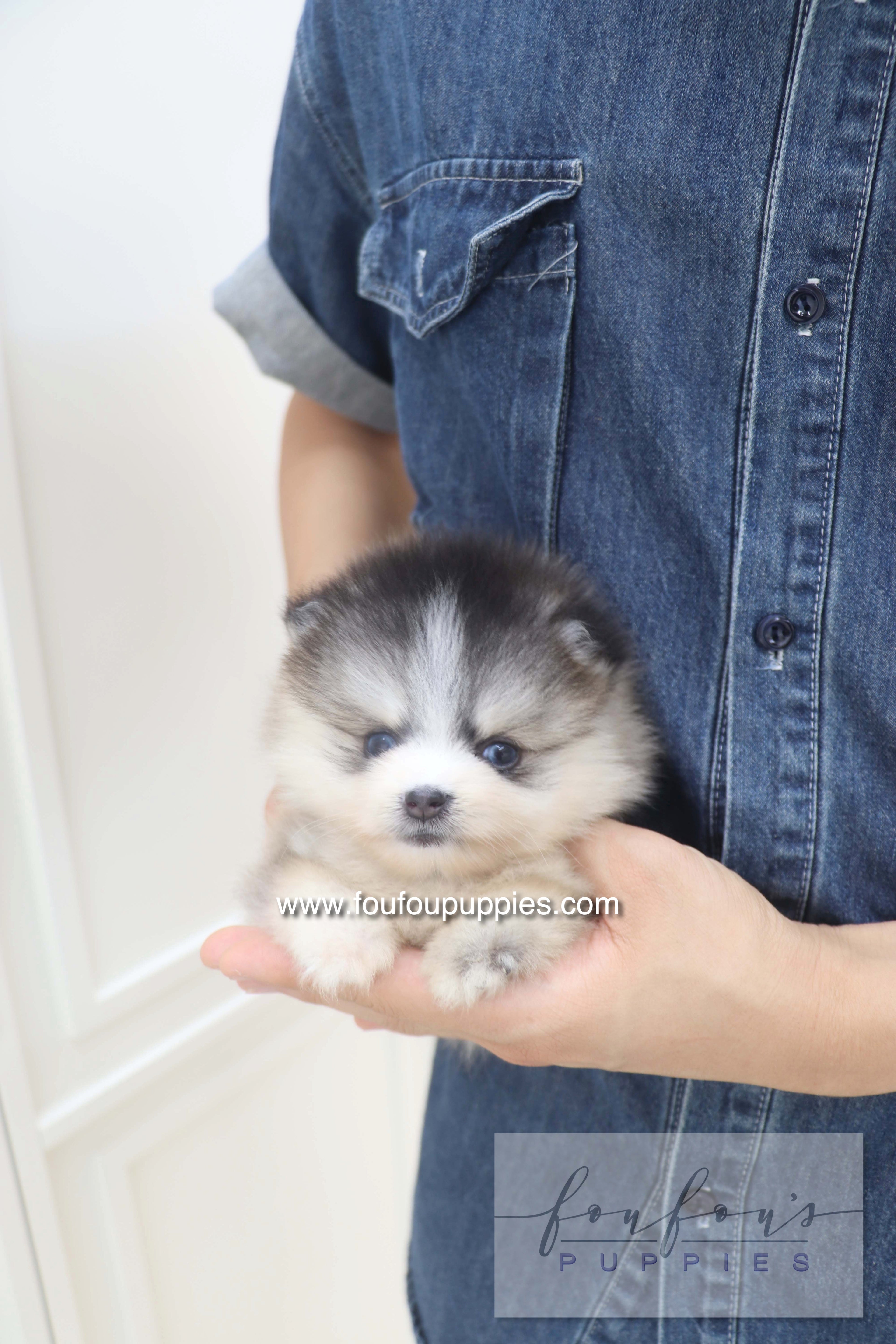 Auri - Pomsky F.