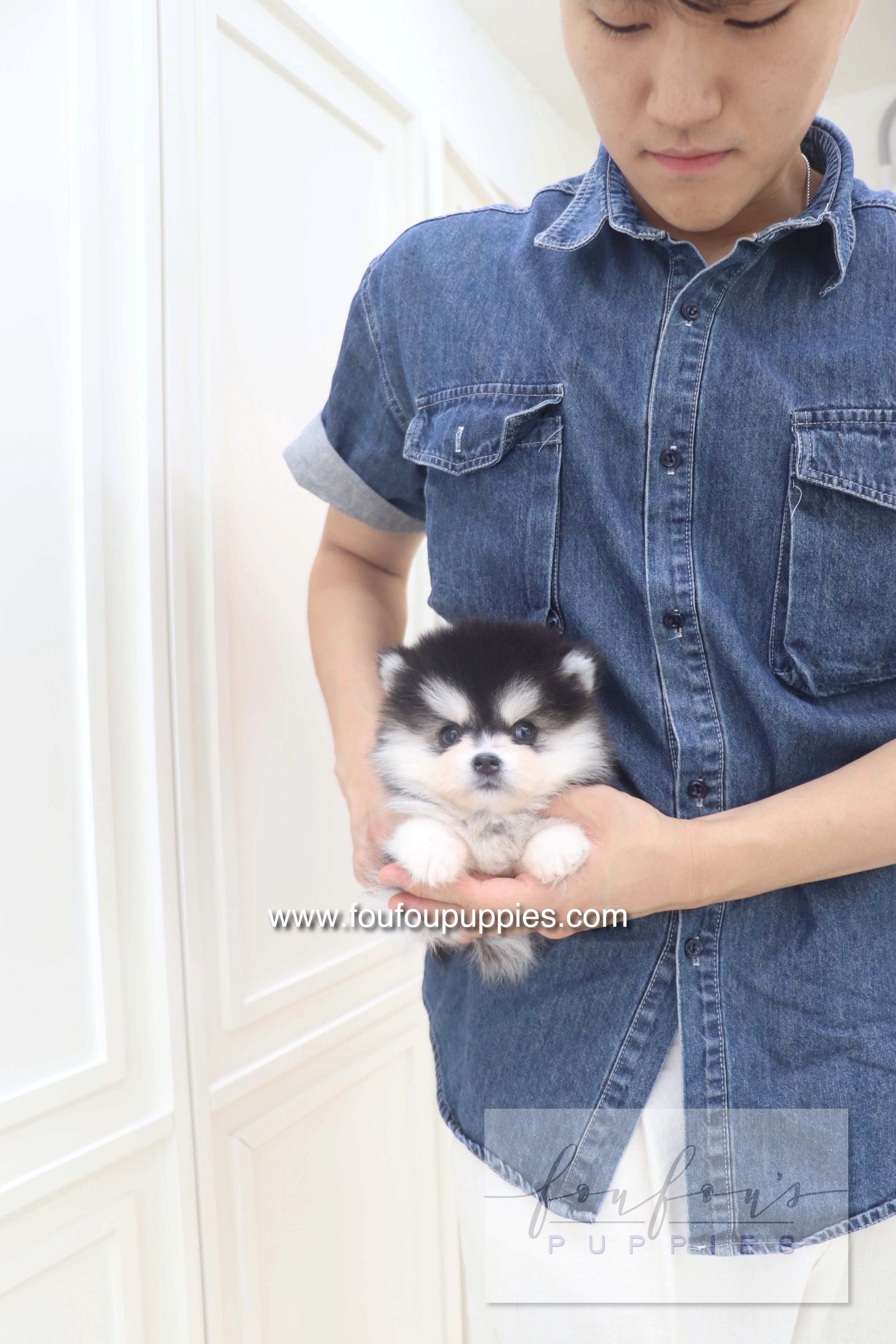 Lumi - Pomsky F.