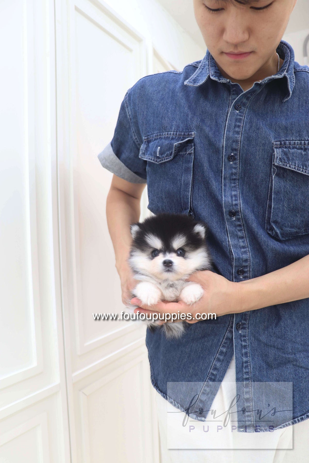 Lumi - Pomsky M.