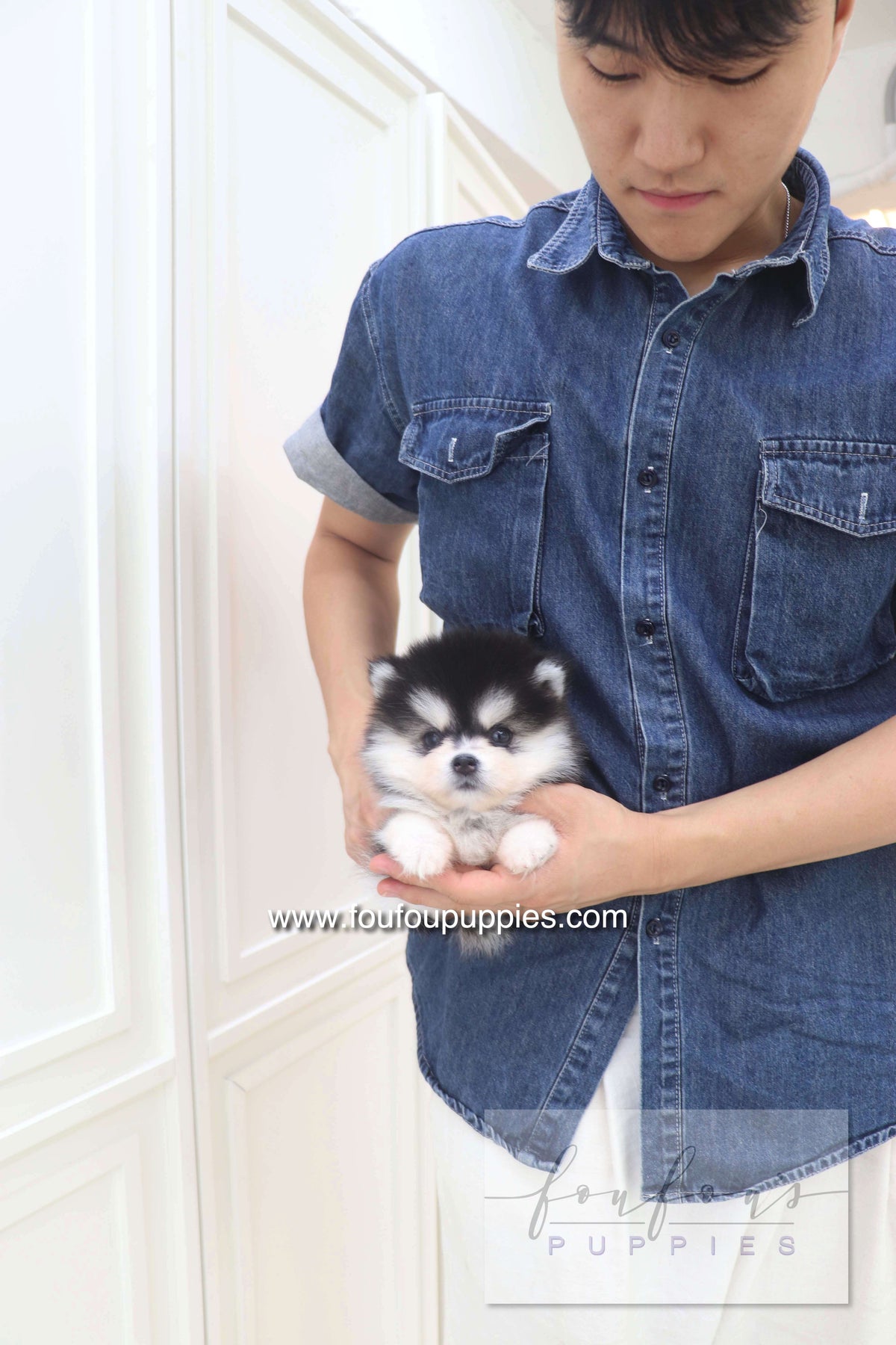 Lumi - Pomsky M.