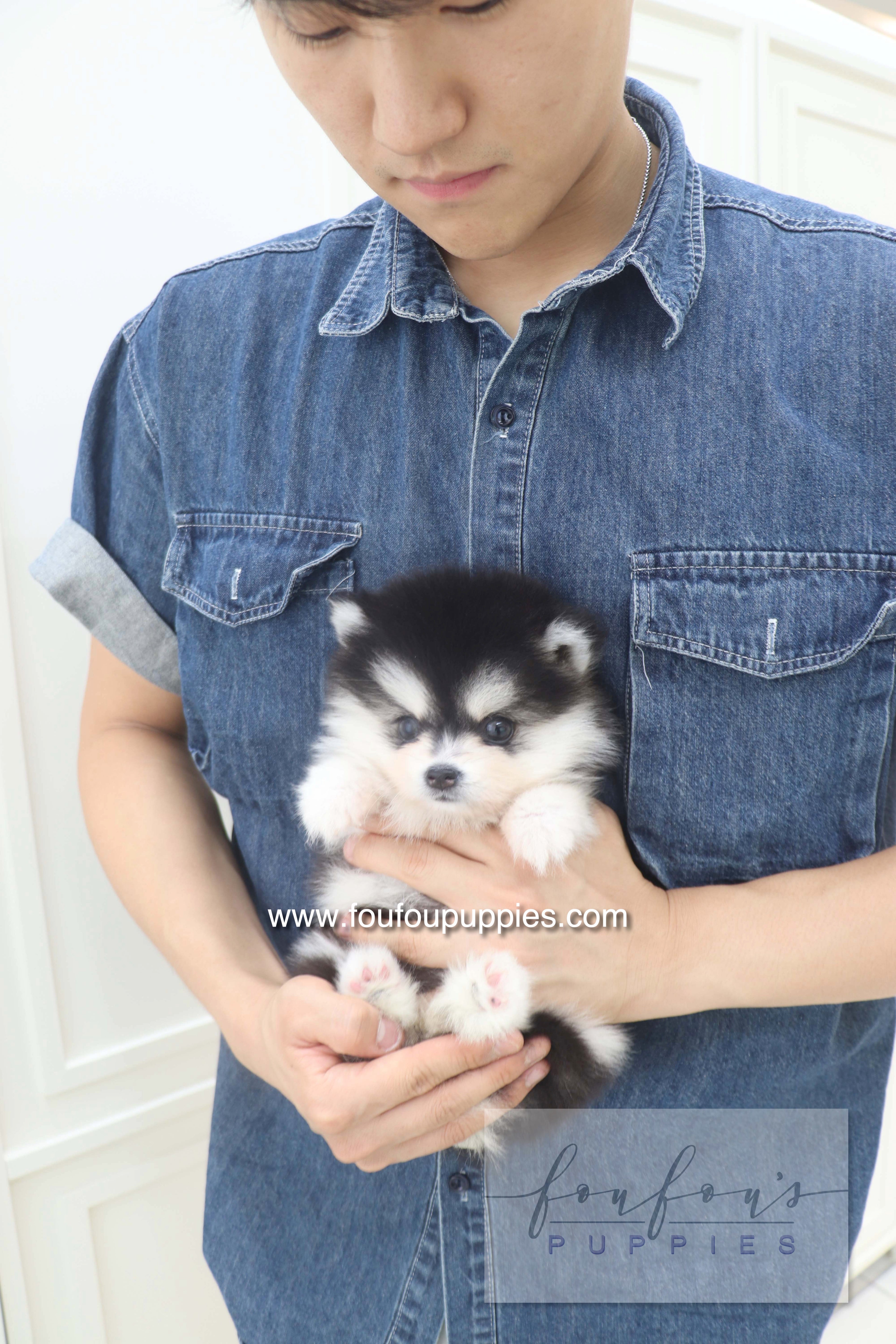 Lumi - Pomsky F.