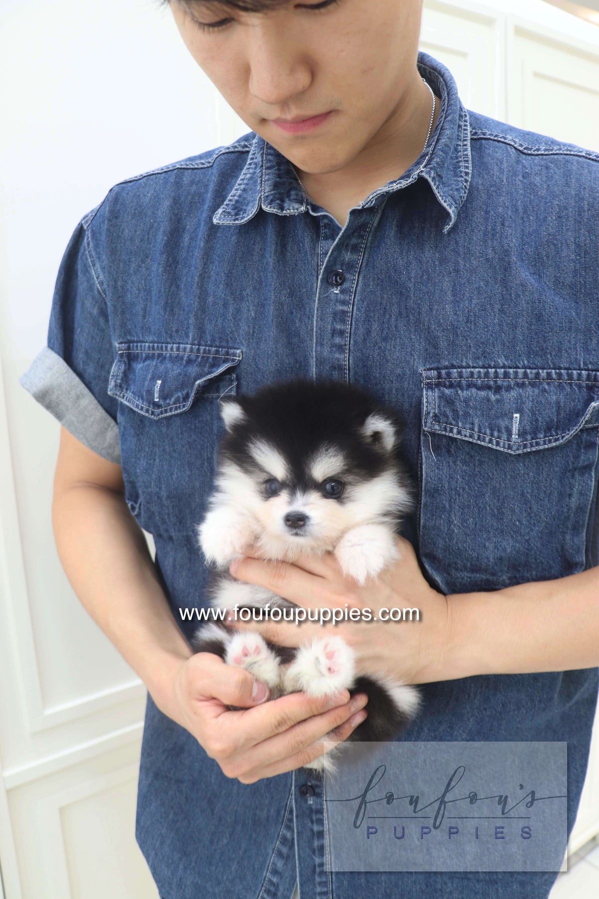 Lumi - Pomsky M.