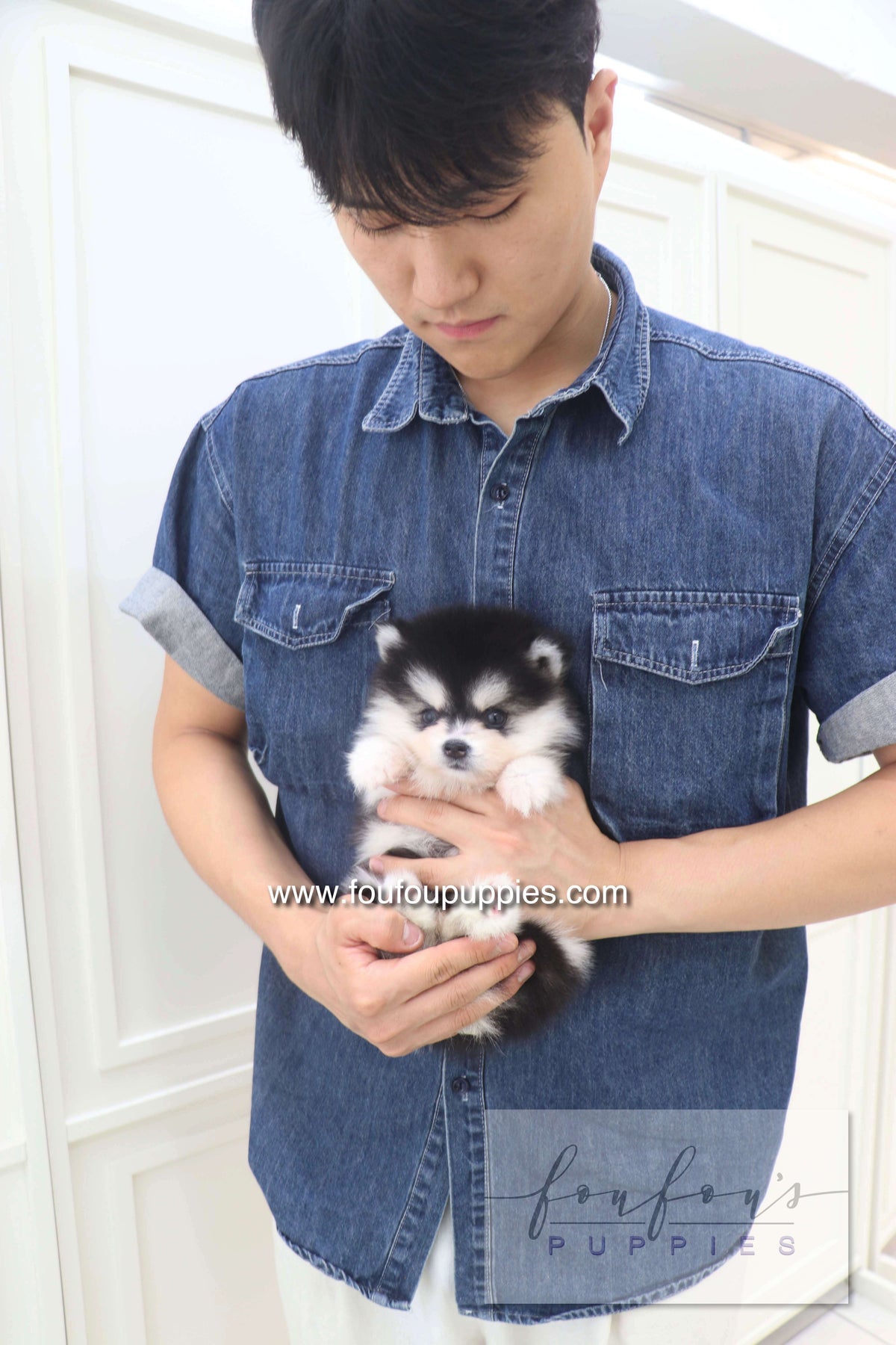Lumi - Pomsky M.
