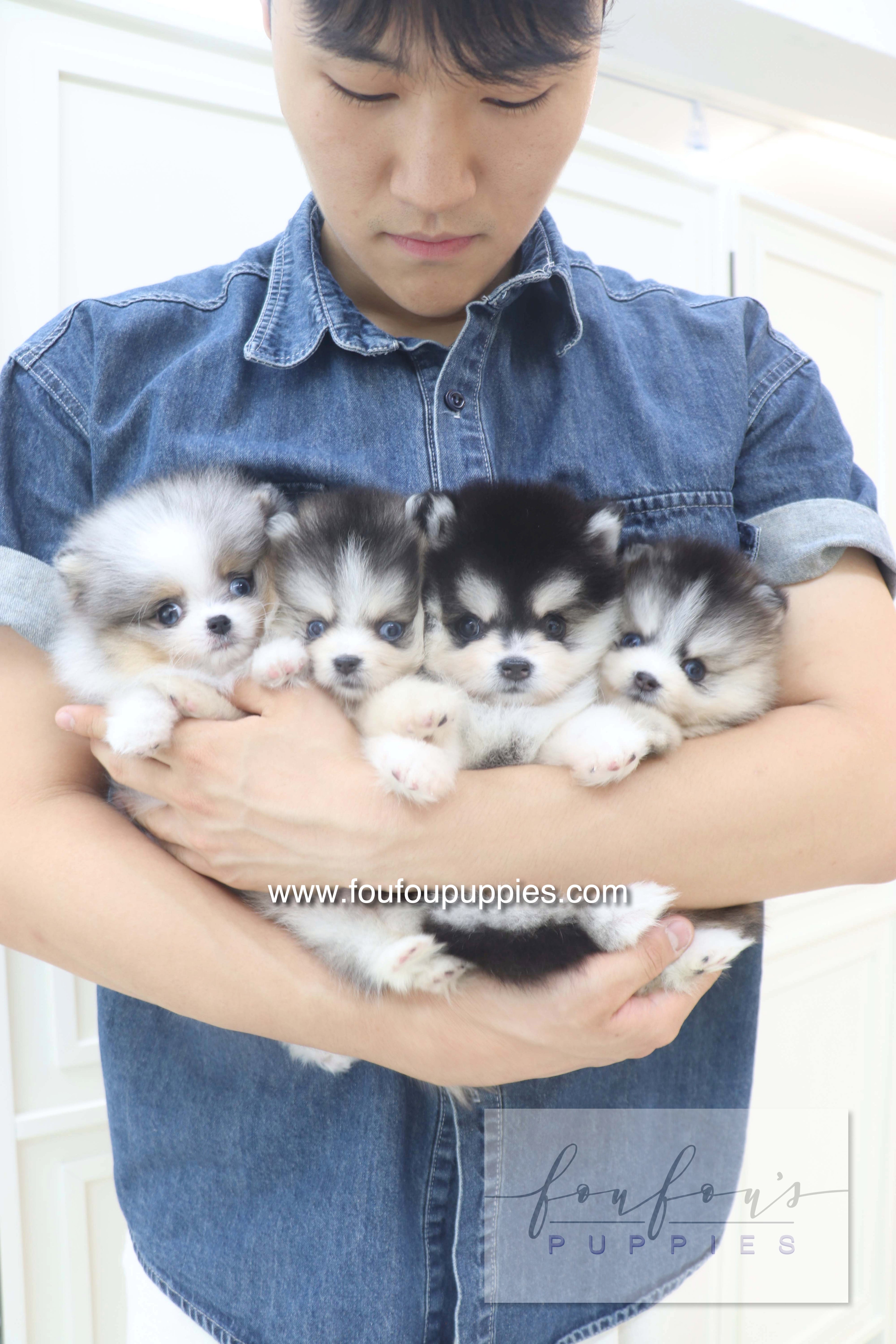 Lumi - Pomsky F.