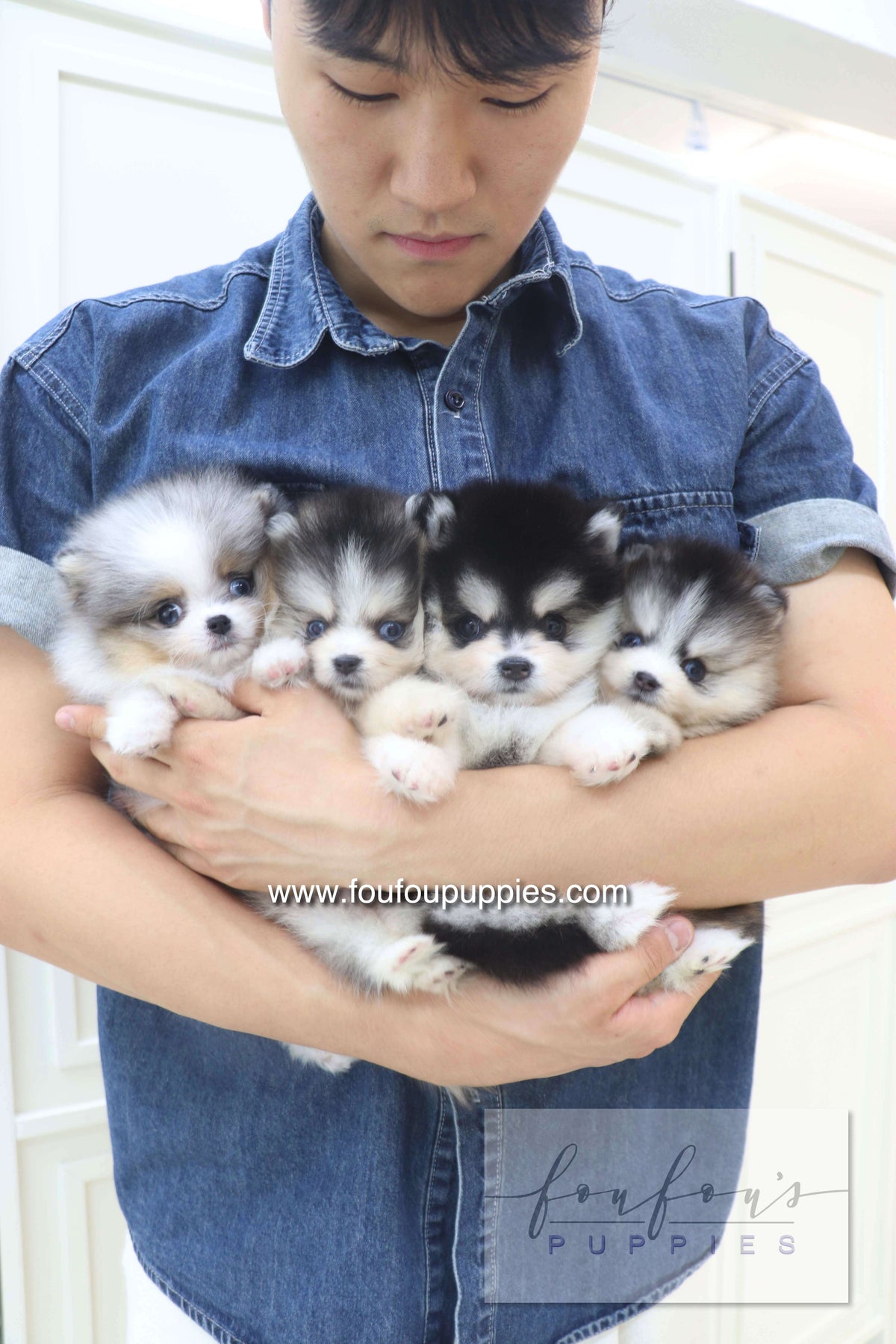 Lumi - Pomsky M.