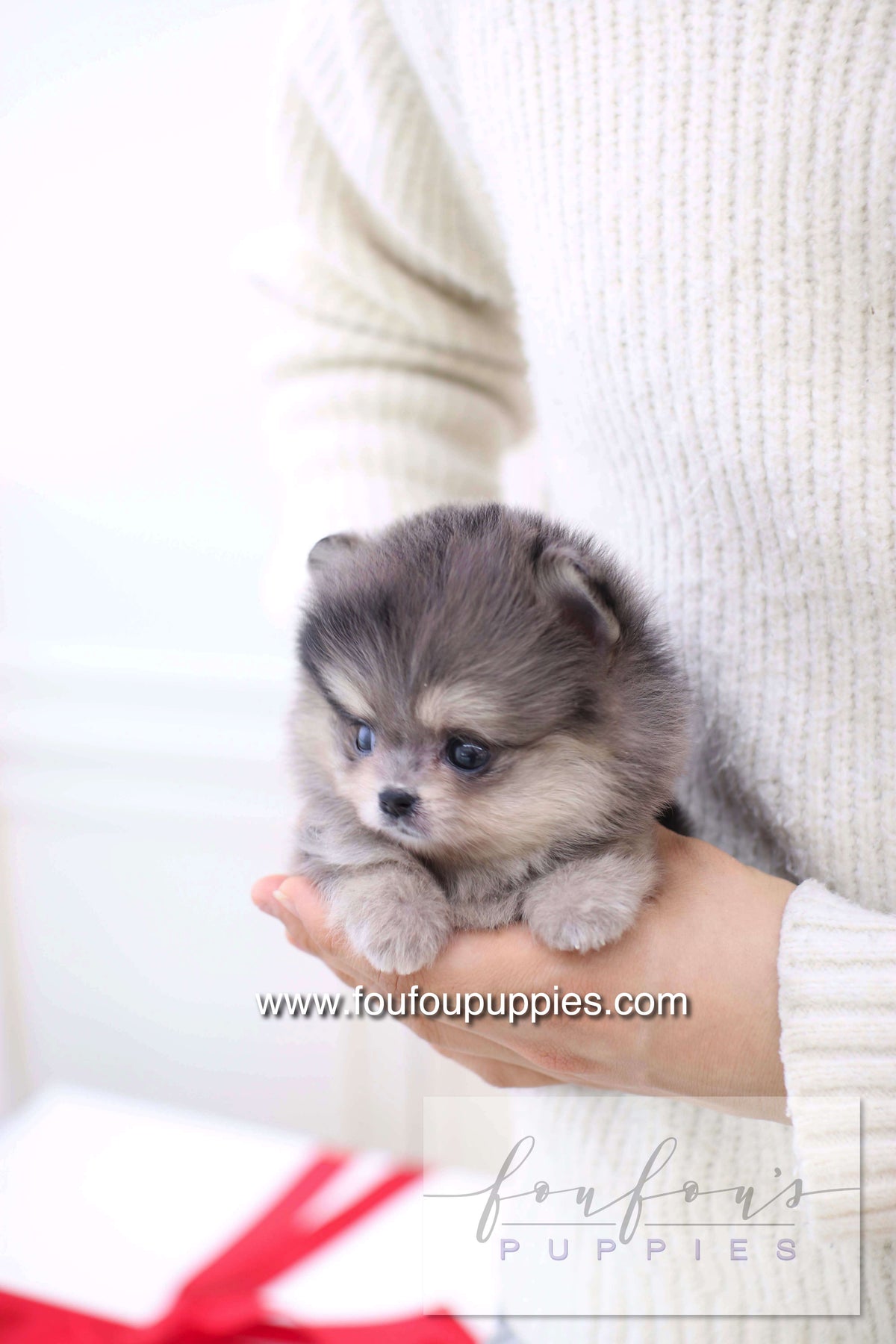 Marble - Pomeranian F.