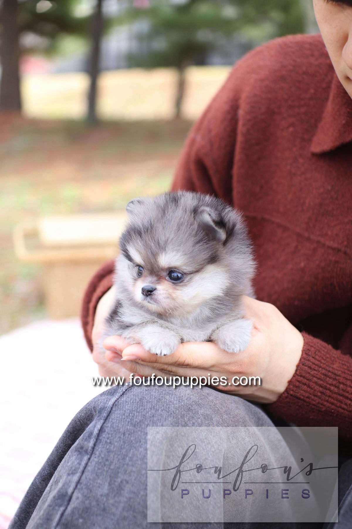 Marble - Pomeranian F.