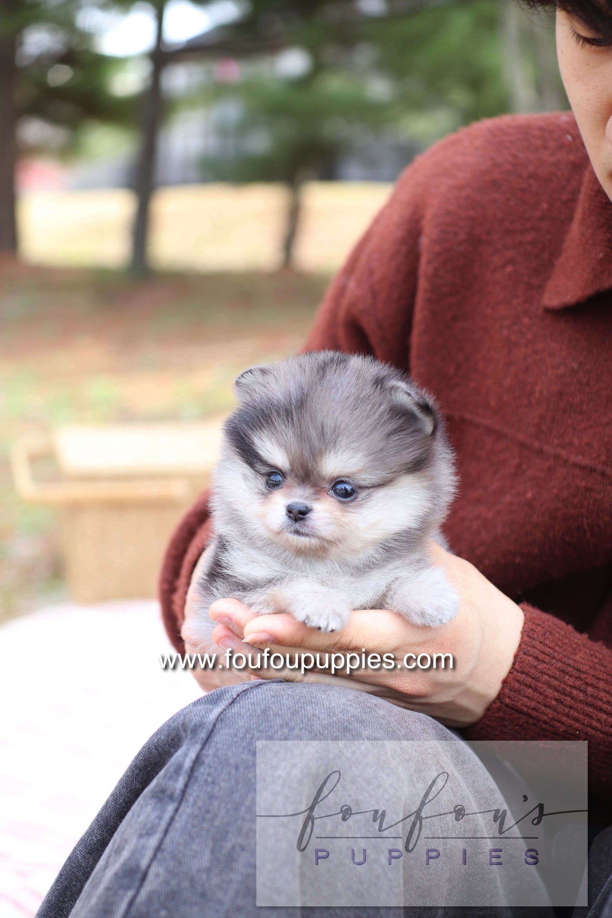 Marble - Pomeranian F.