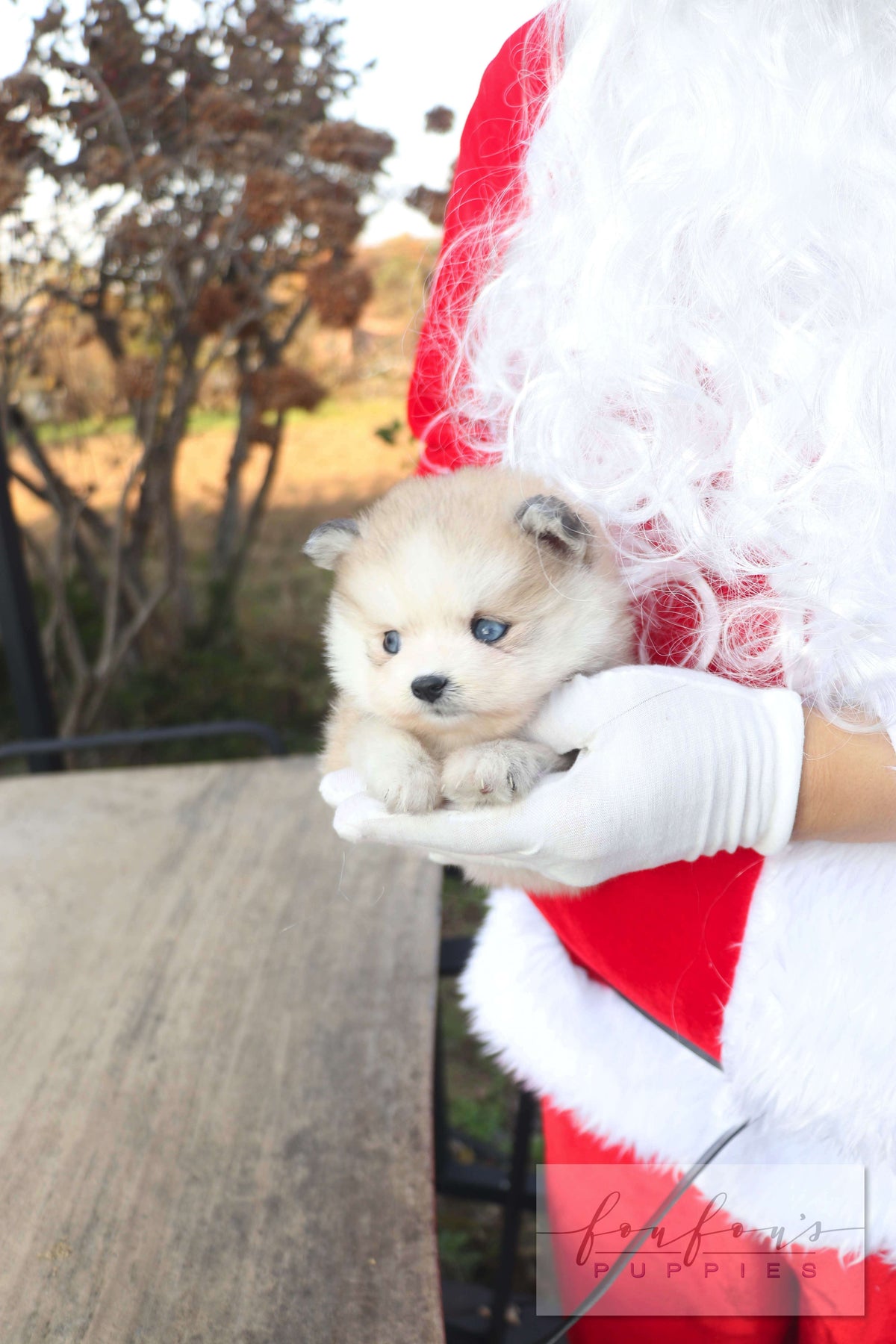 Mini Kelly - Pomsky F.