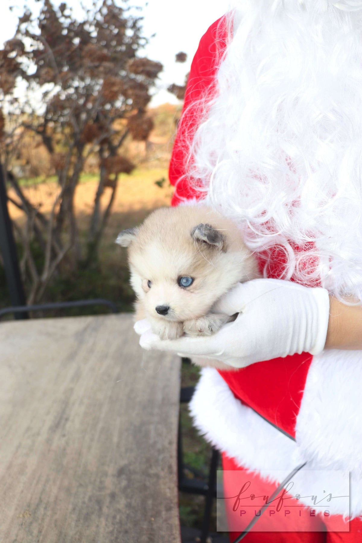 Mini Kelly - Pomsky F.