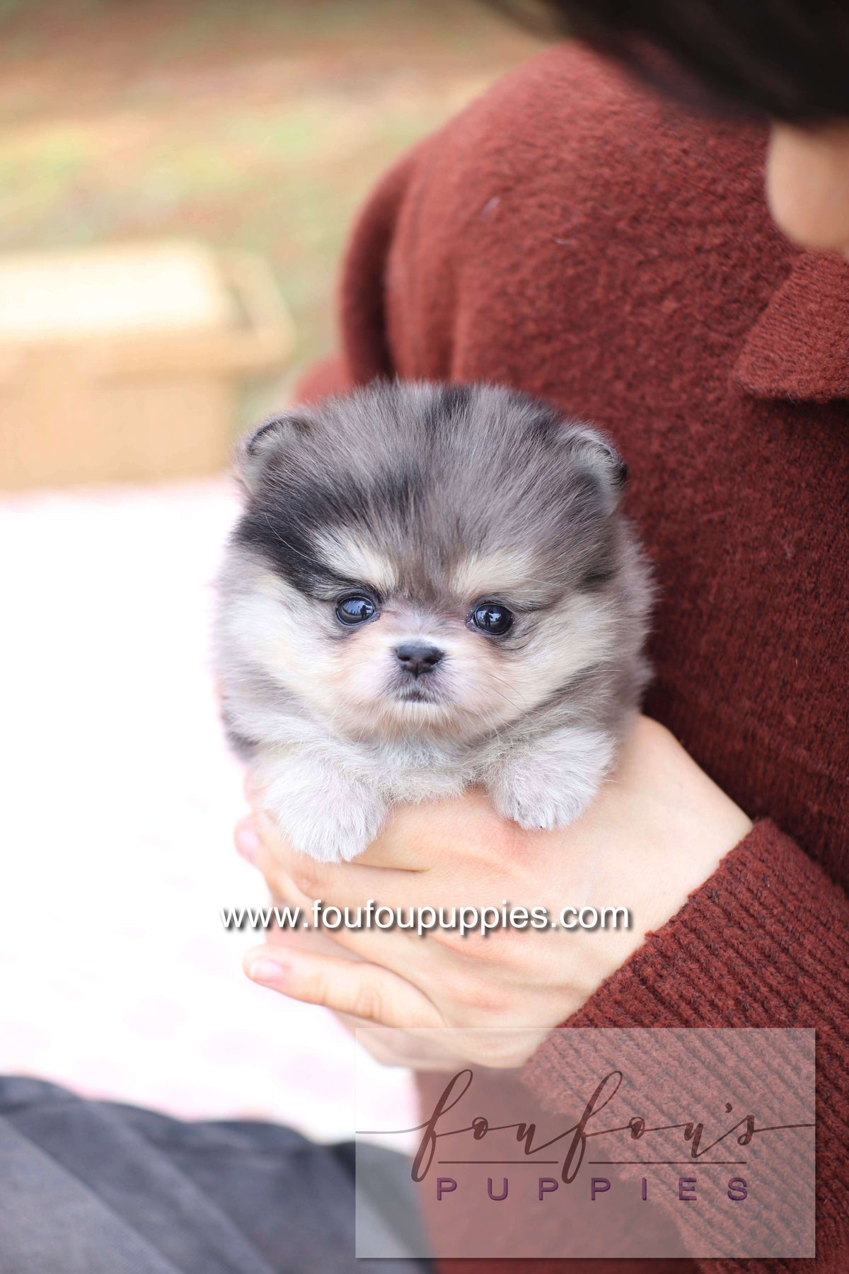 Marble - Pomeranian F.
