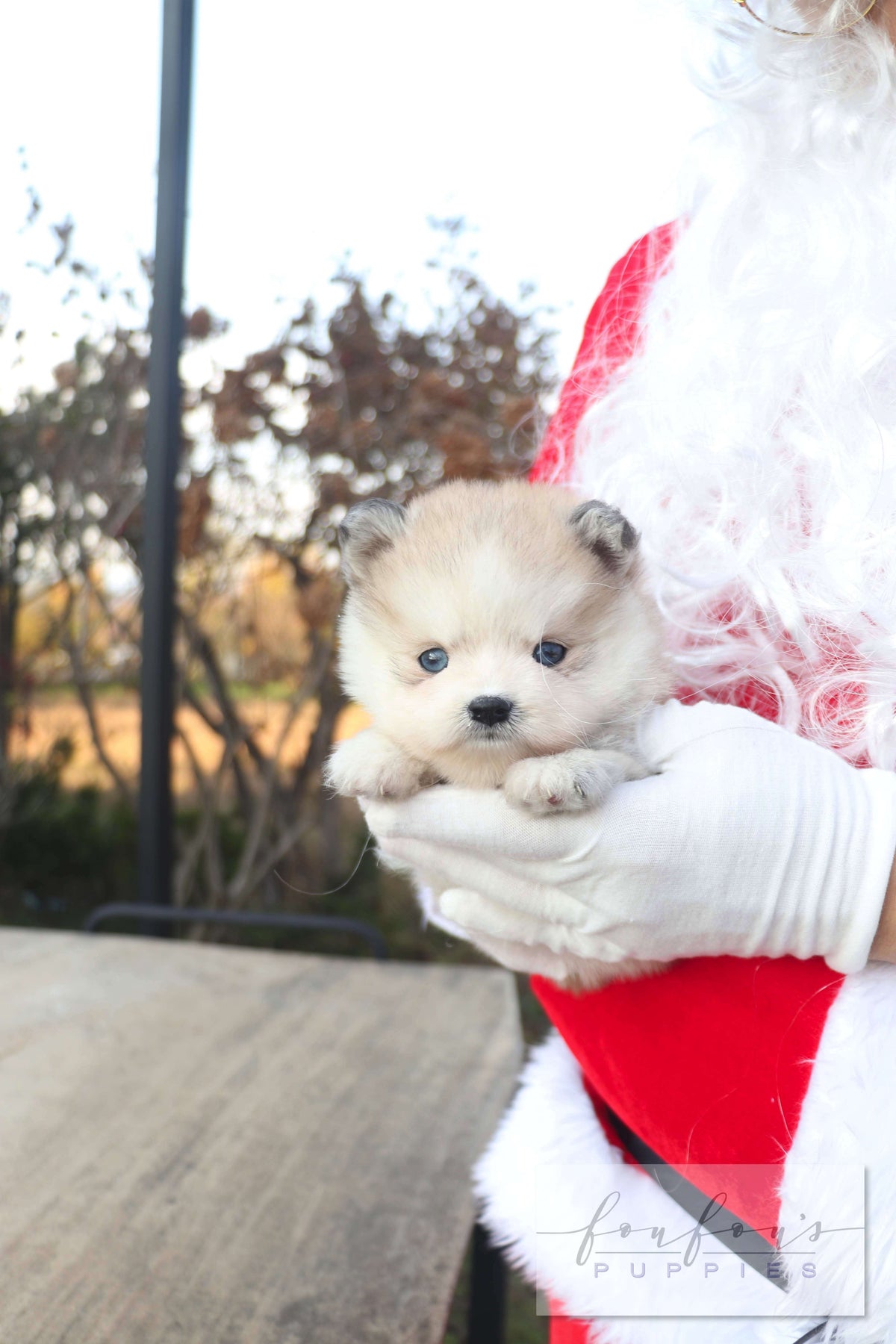 Mini Kelly - Pomsky F.