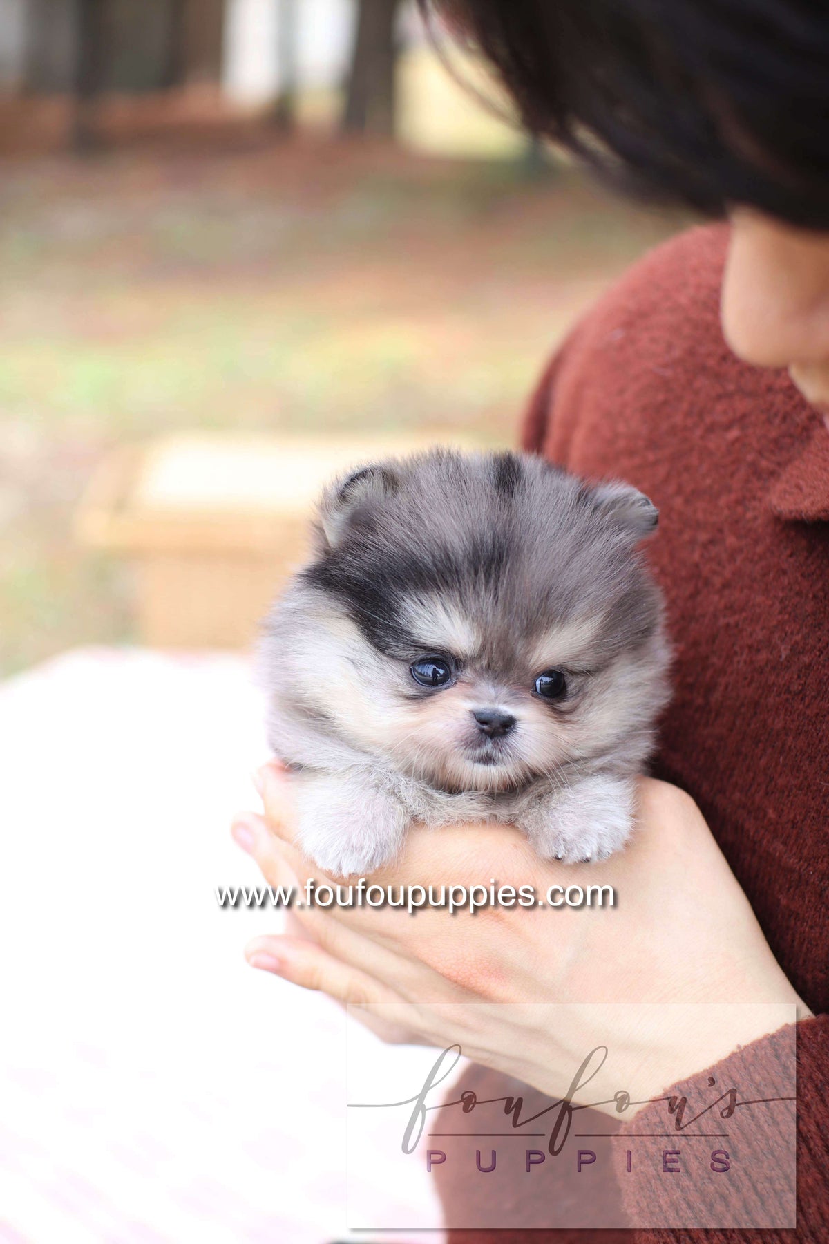 Marble - Pomeranian F.