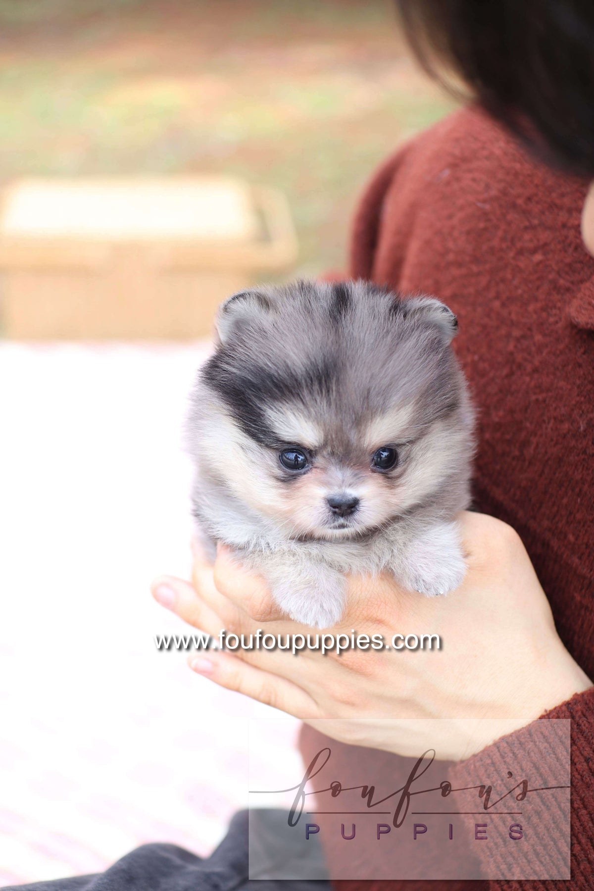 Marble - Pomeranian F.