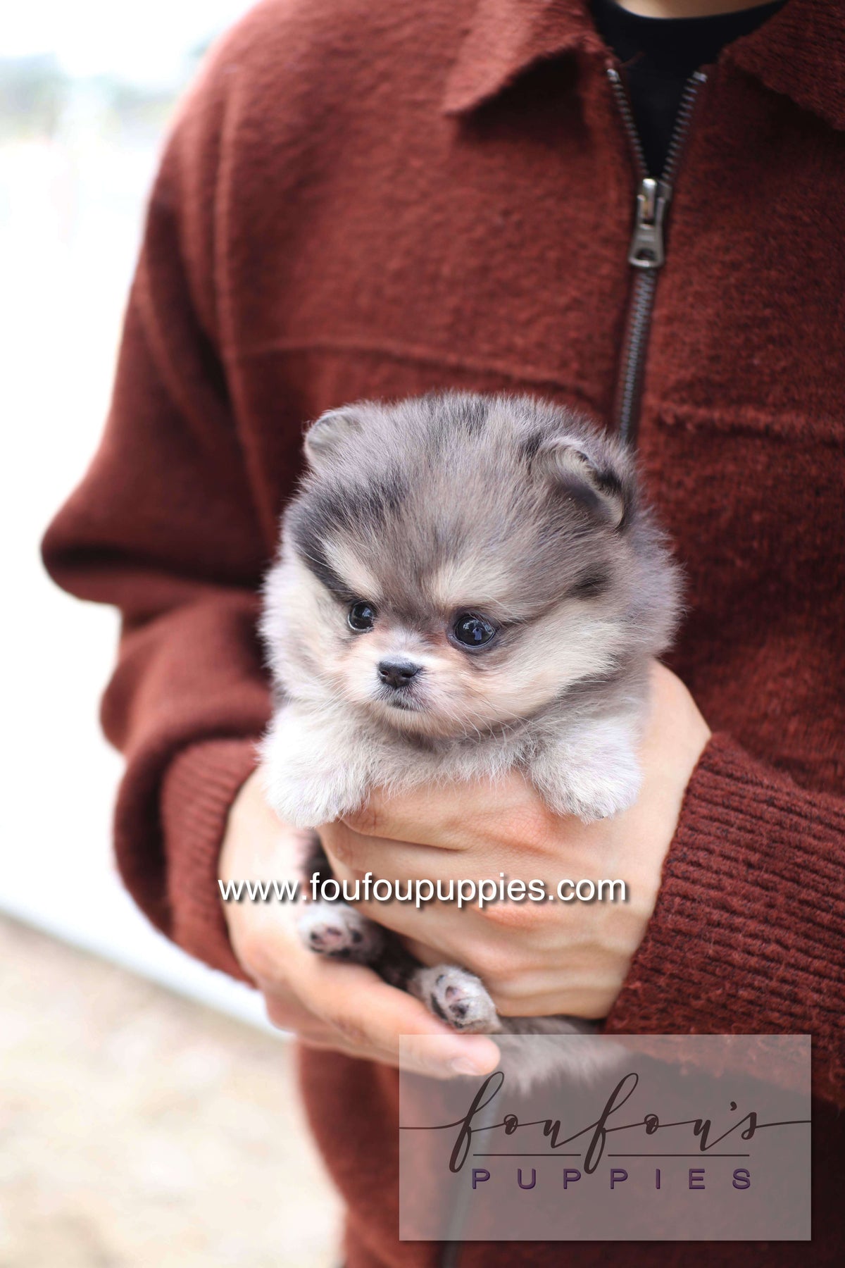 Marble - Pomeranian F.