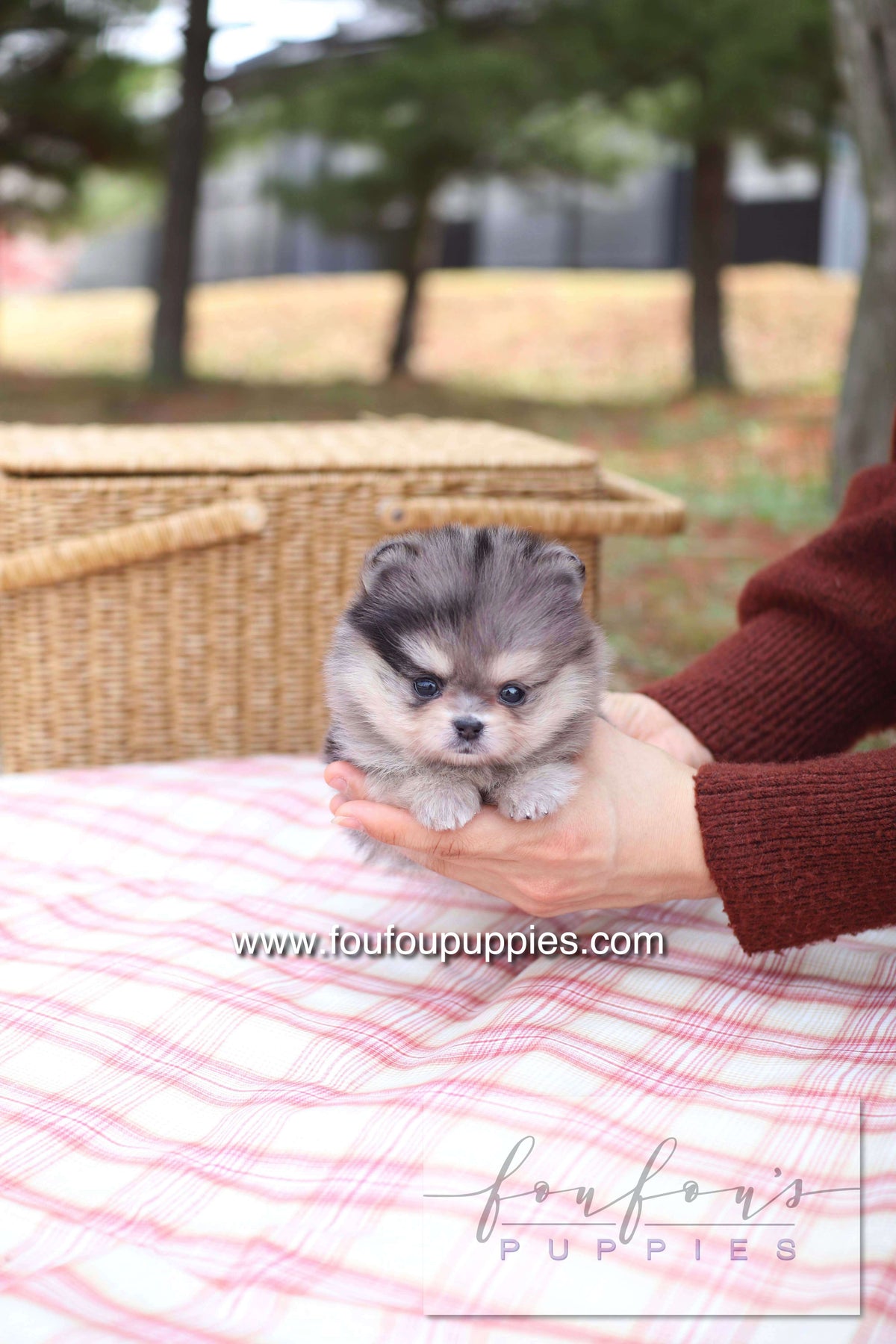 Marble - Pomeranian F.