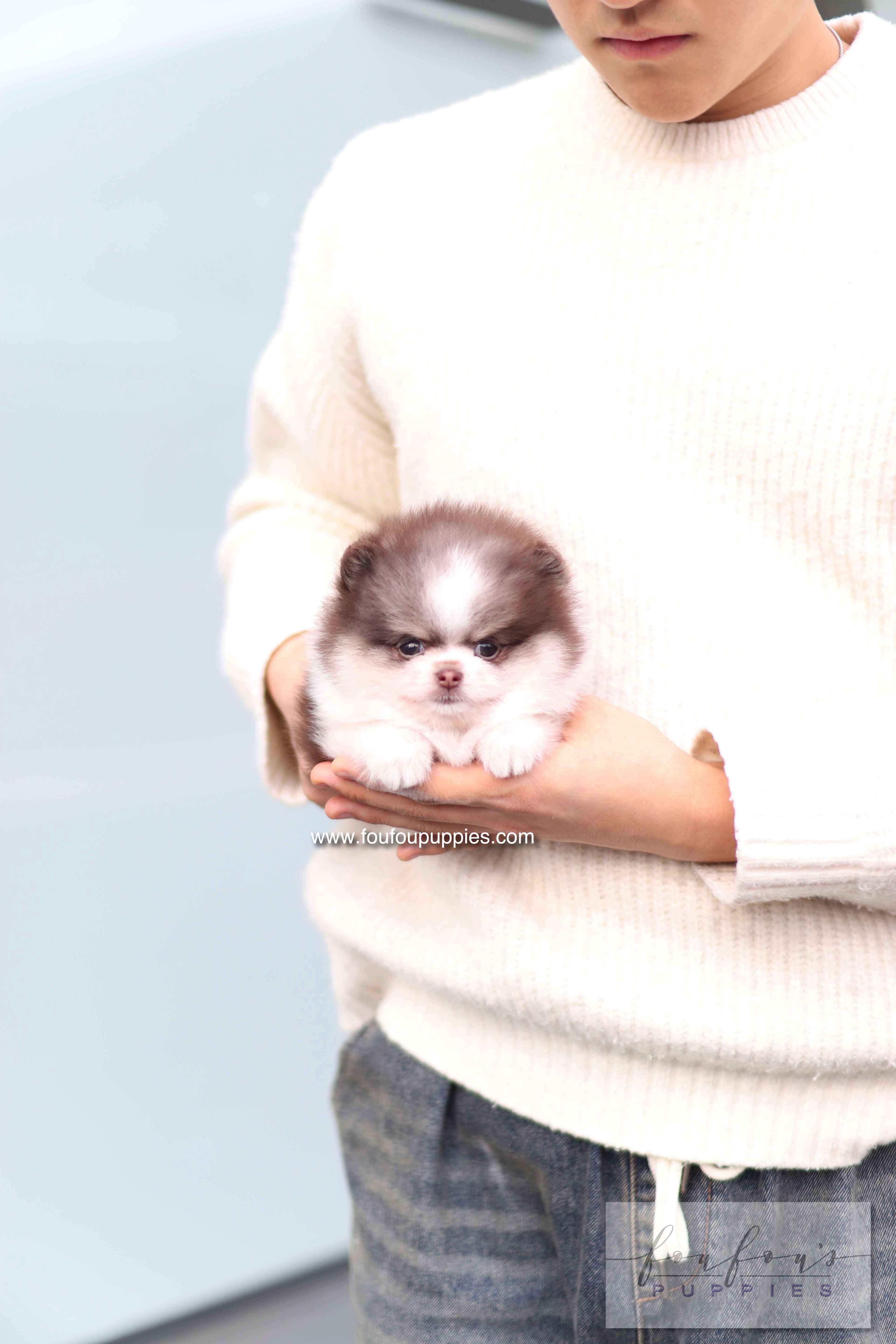 Twist - Pomeranian F.