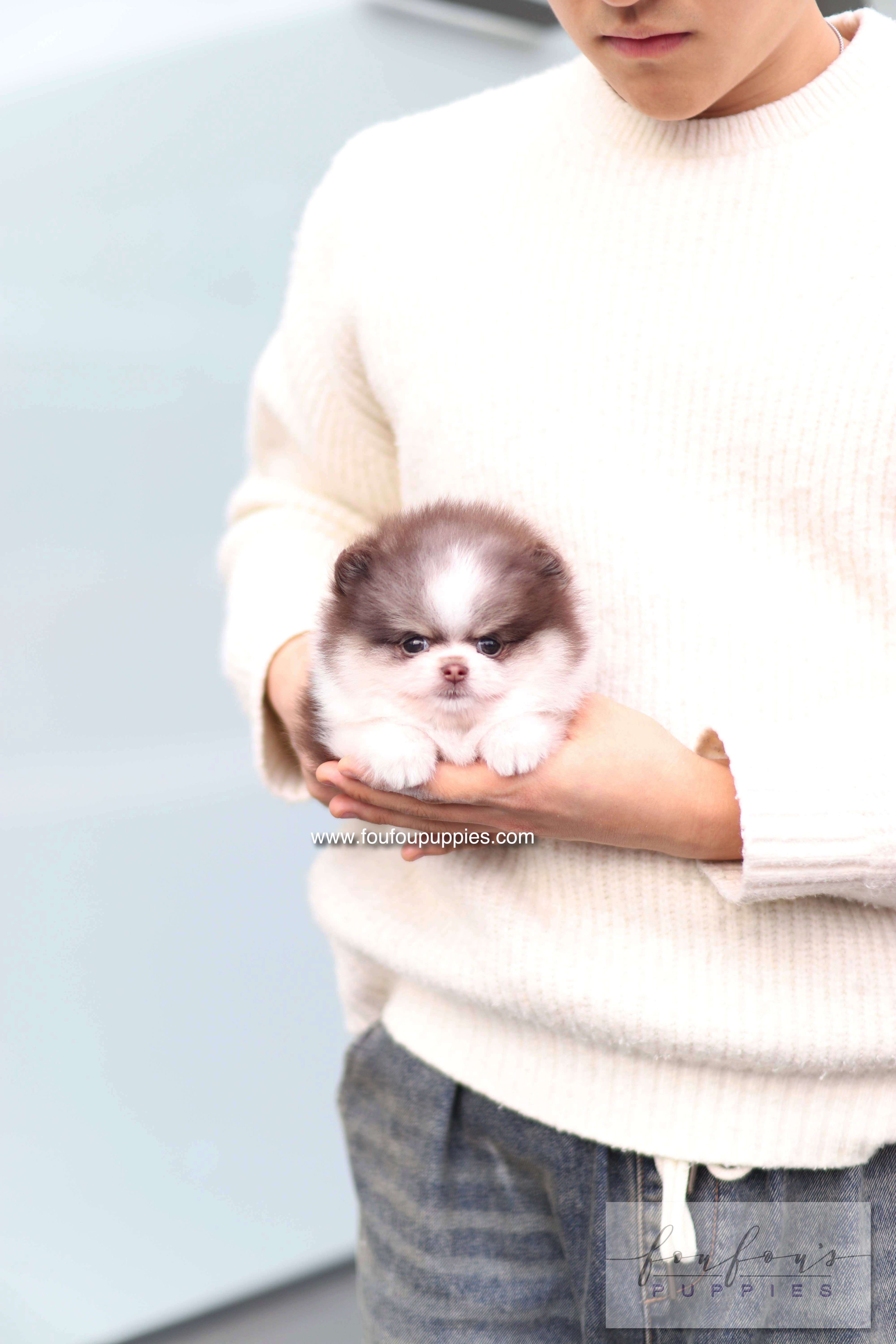 Twist - Pomeranian F.
