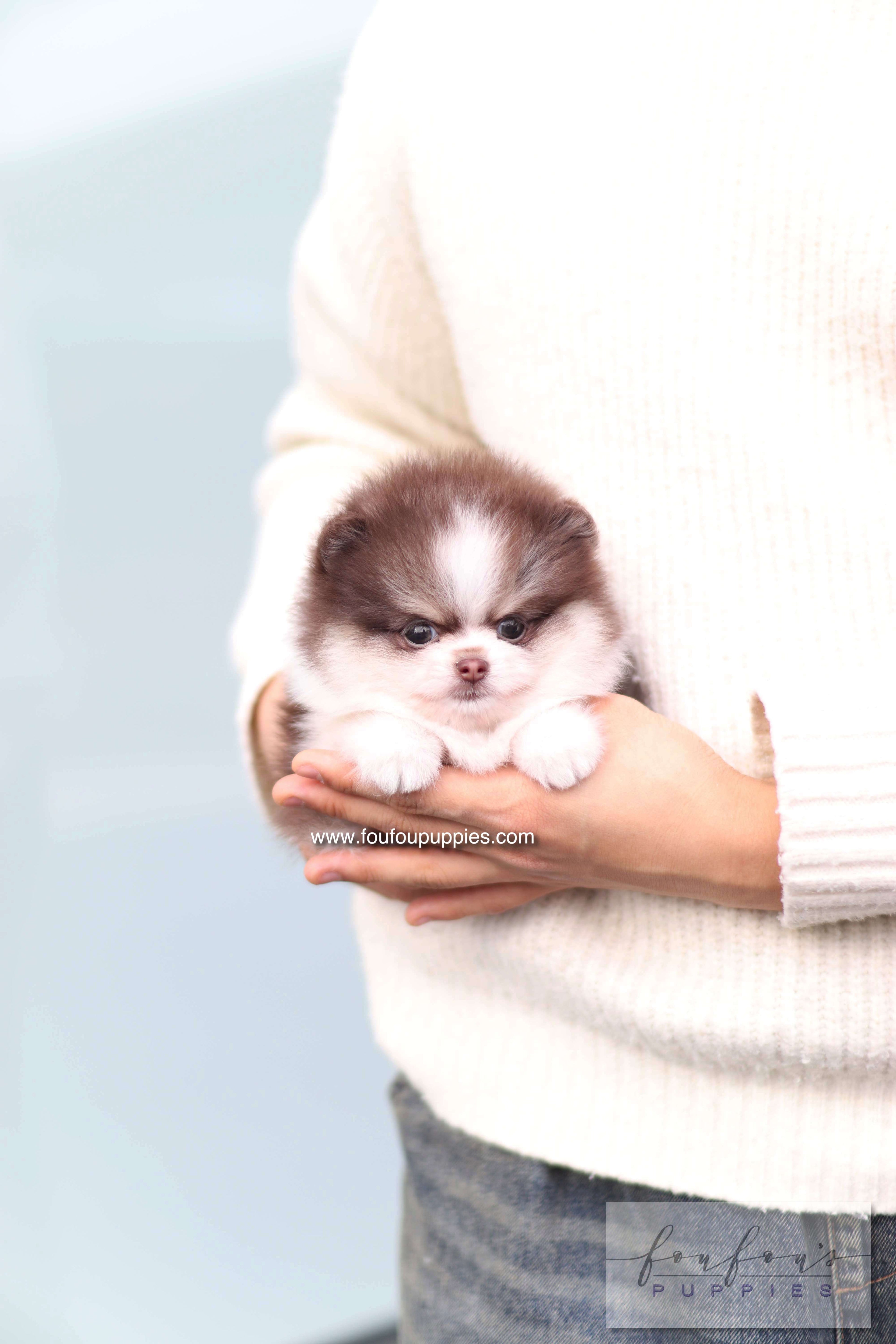 Twist - Pomeranian F.