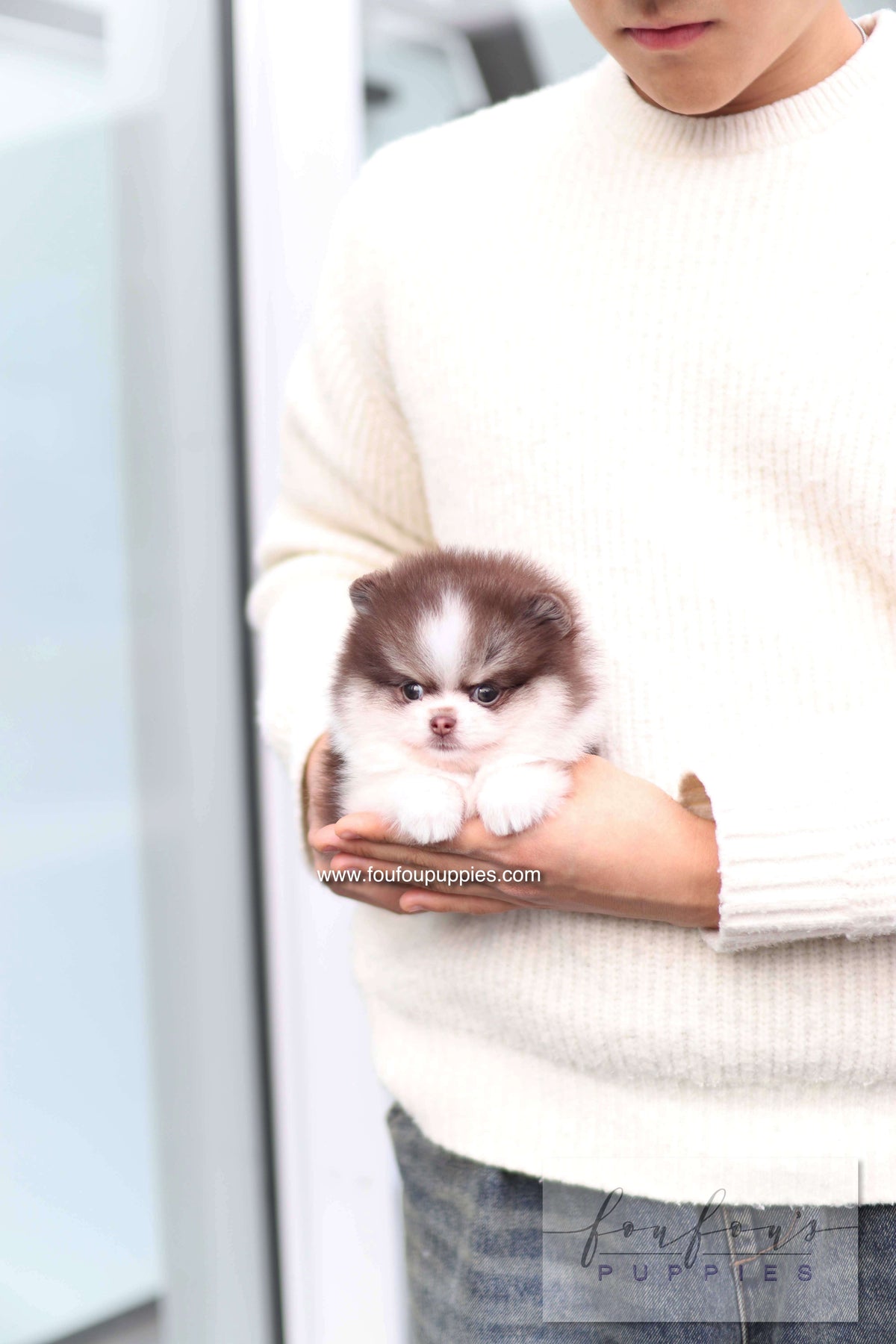 Twist - Pomeranian F.