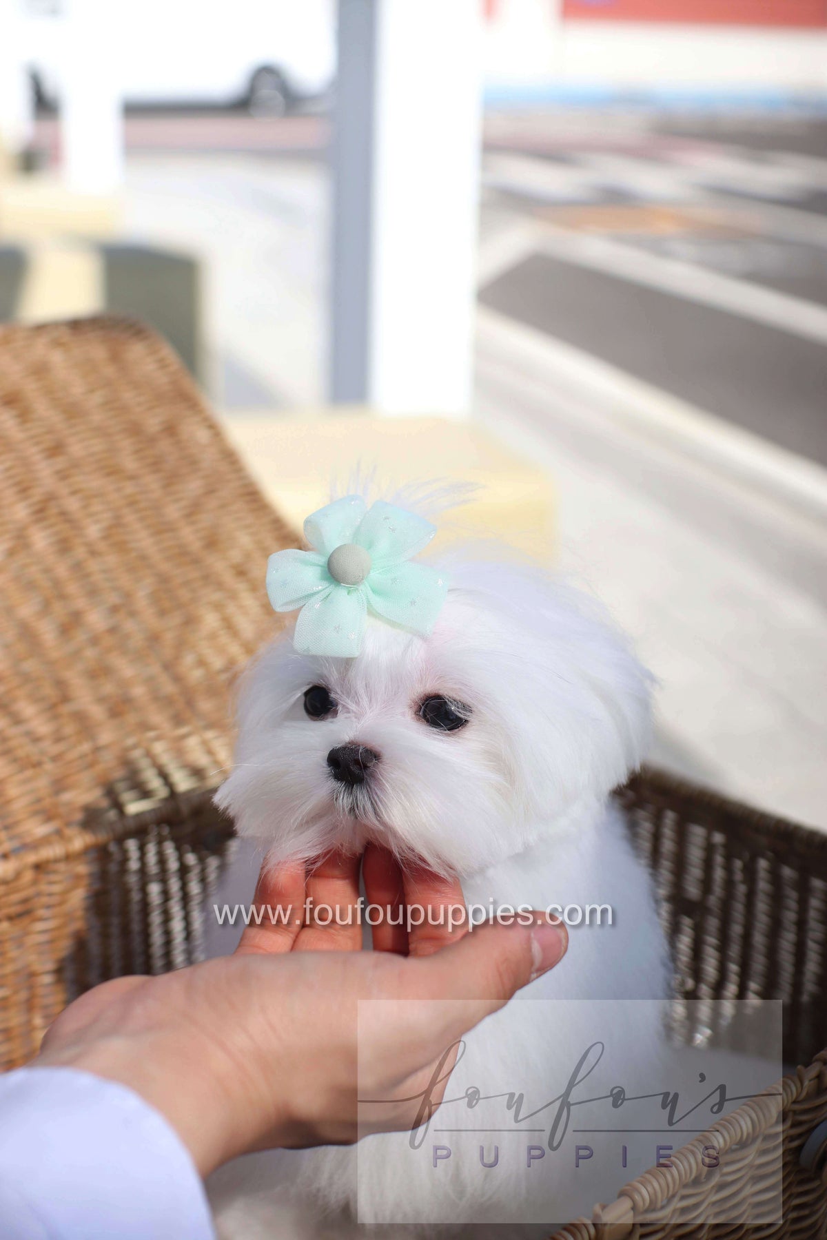 Elle - Maltese F.