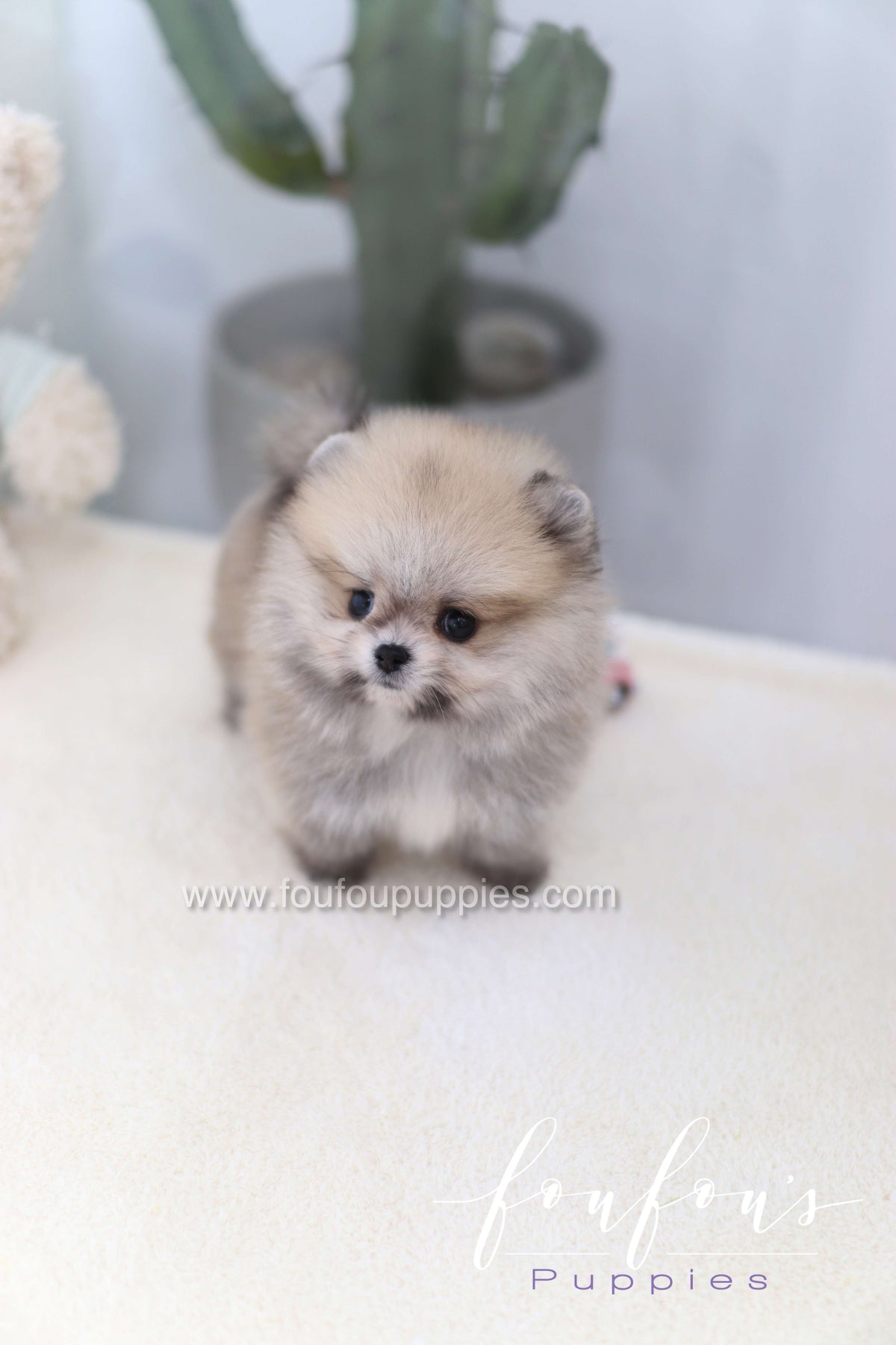 Soleil - Pomeranian F.